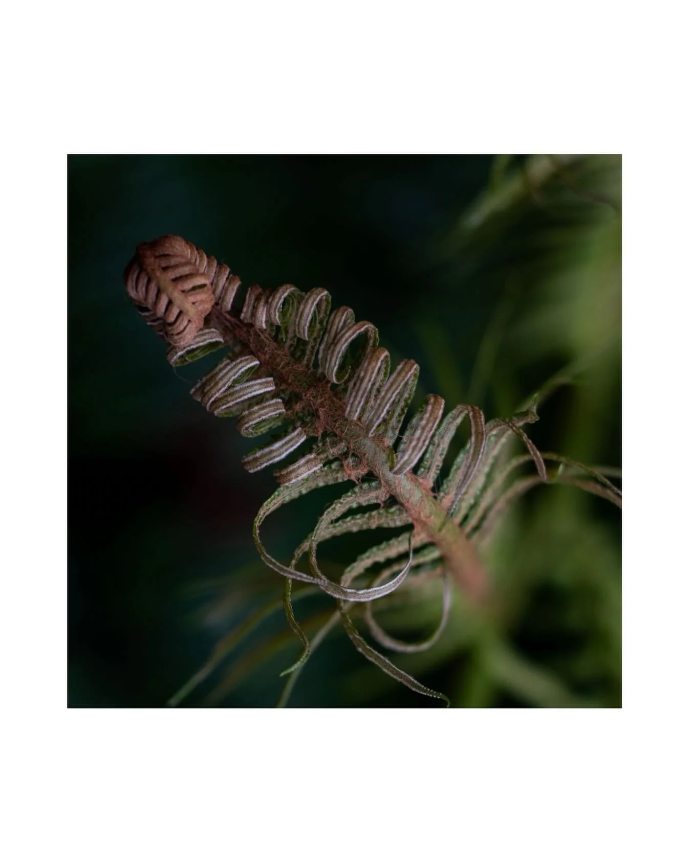 Fern kingdom @wanagiri_cabin 🌿