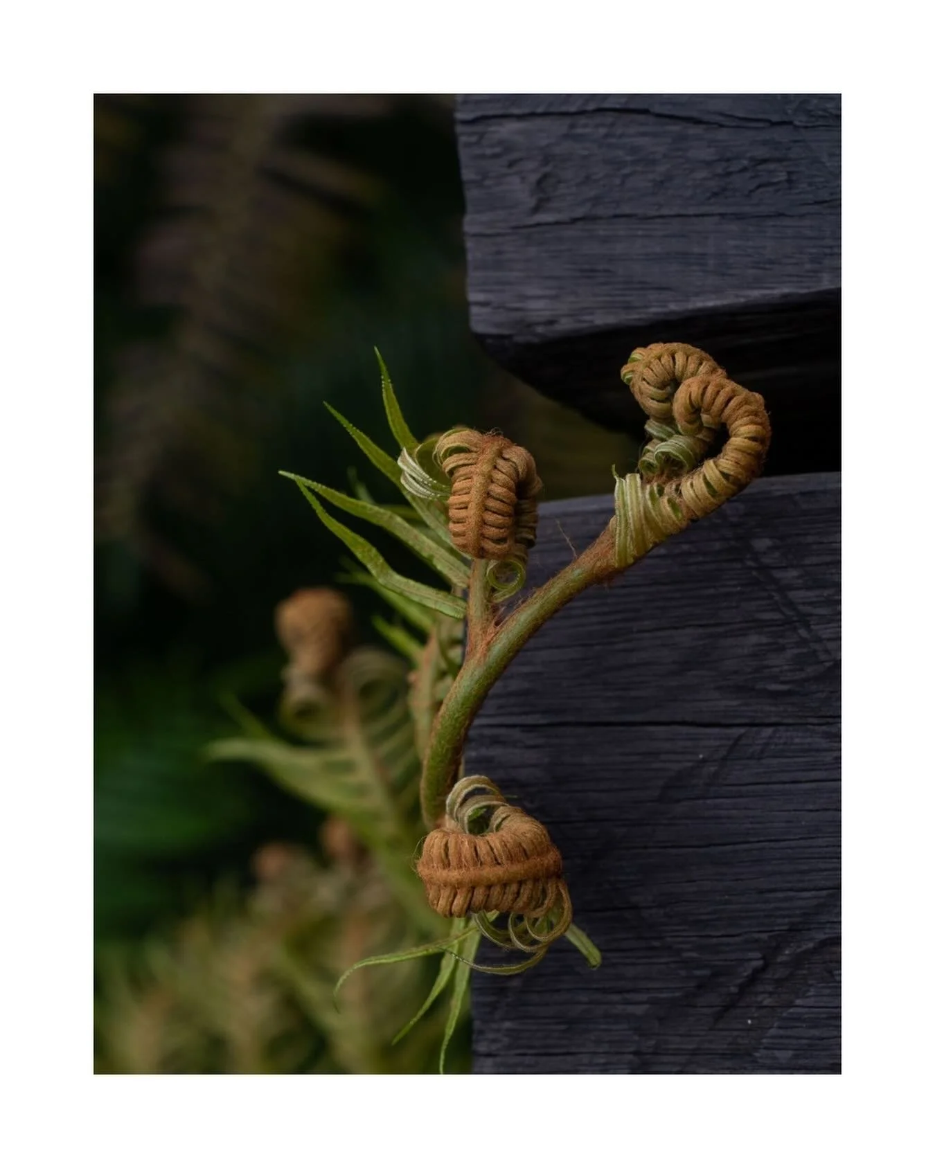 More beauties @wanagiri_cabin 🌿