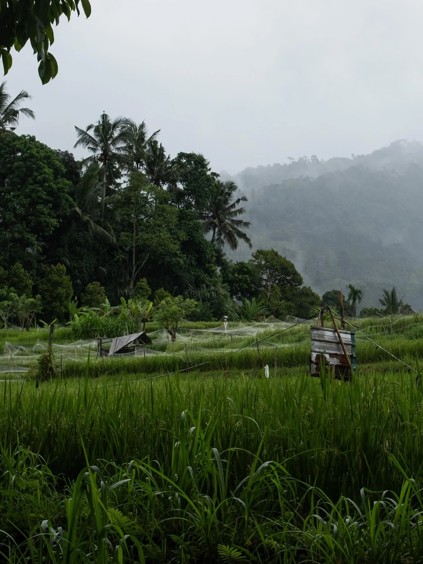 A foggy morning on the road. East Bali, March 2026