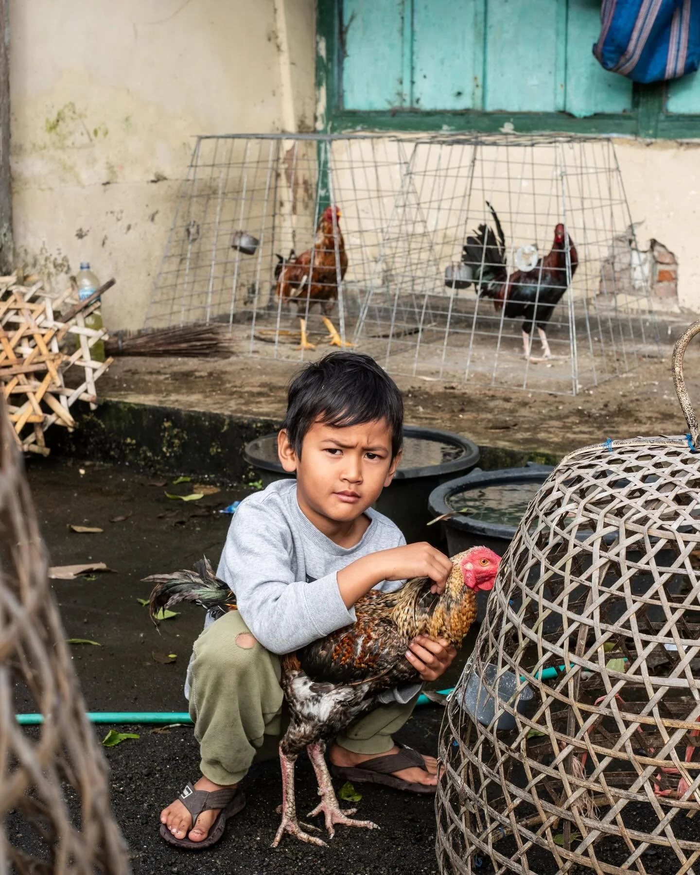 Little boy with rooster. Kintamani, Bali. March 2026