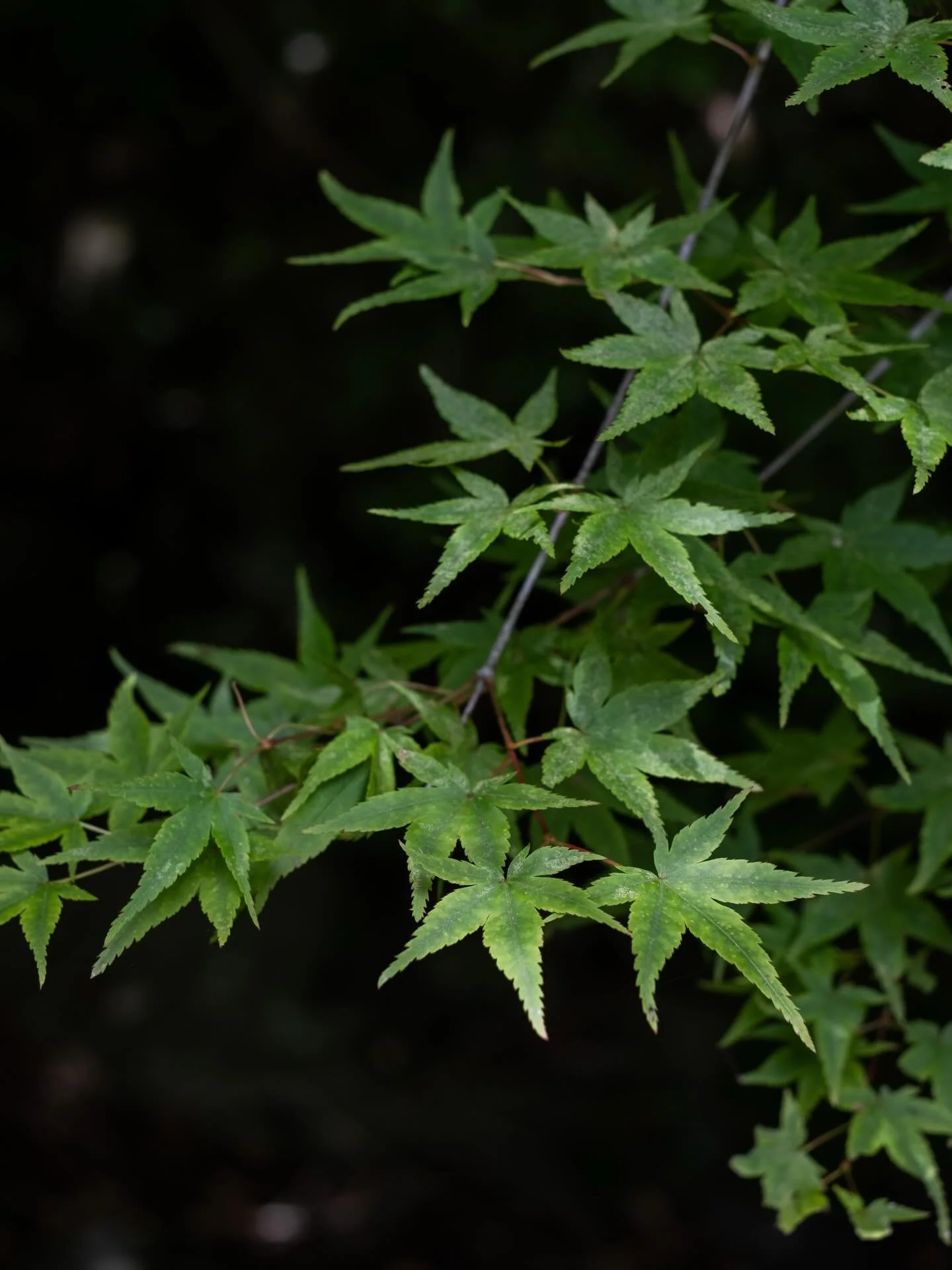 Maple leaves. Kyushu, Japan. May 2026