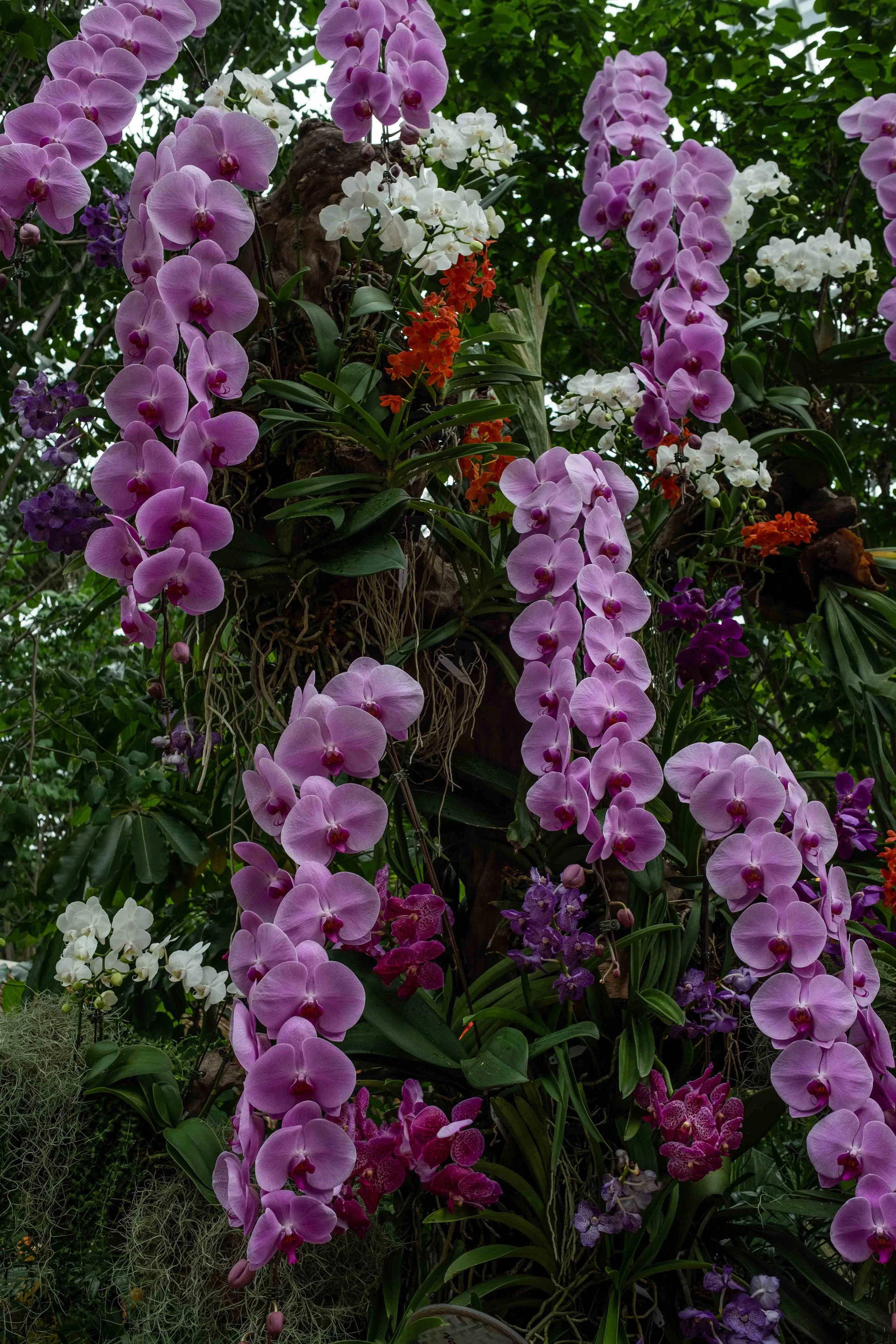 FUJI6938.jpg