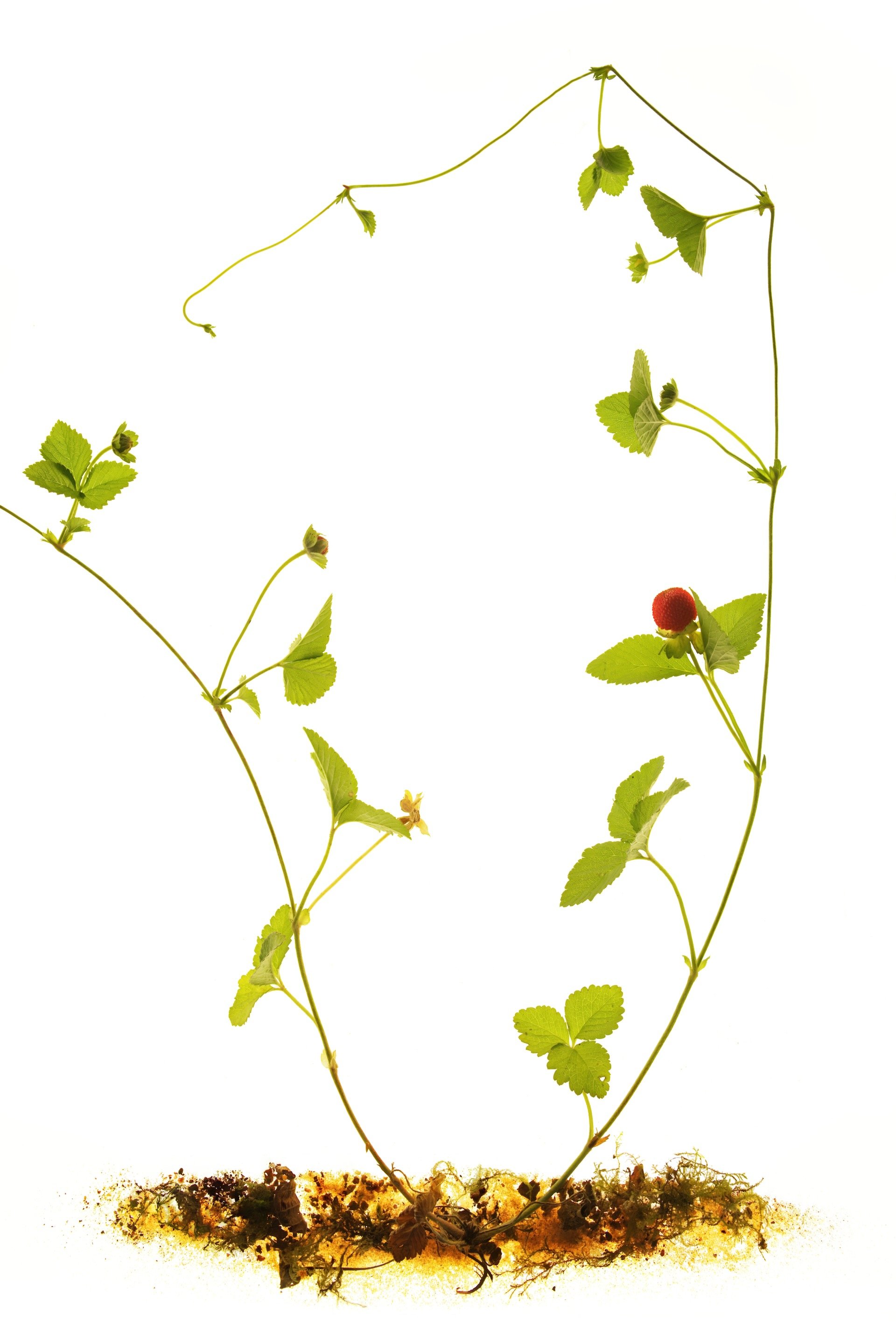 schijnaardbei 3.jpeg