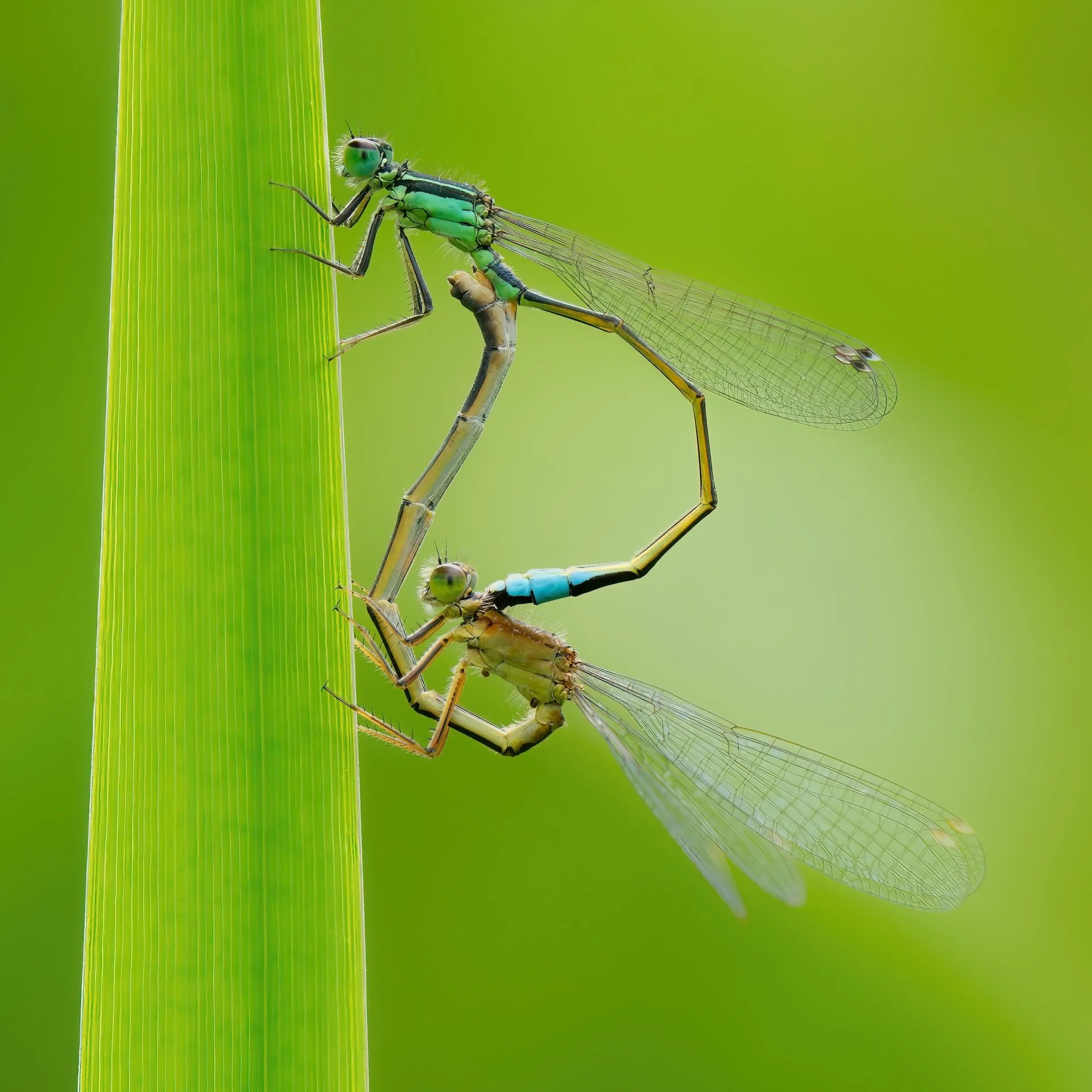 paring juffers 4knt HEN00188.jpeg