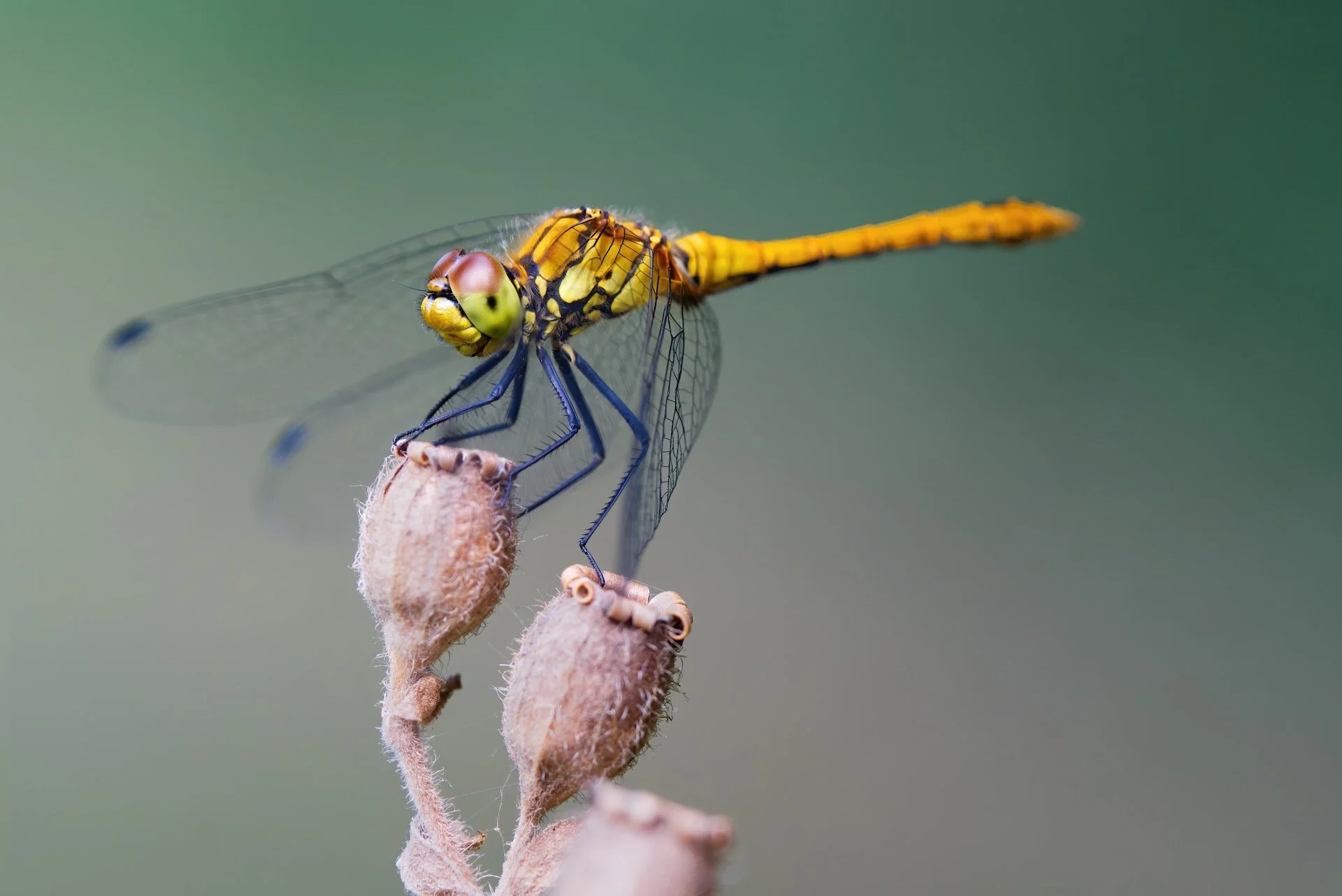 libelle HEN00084.jpeg