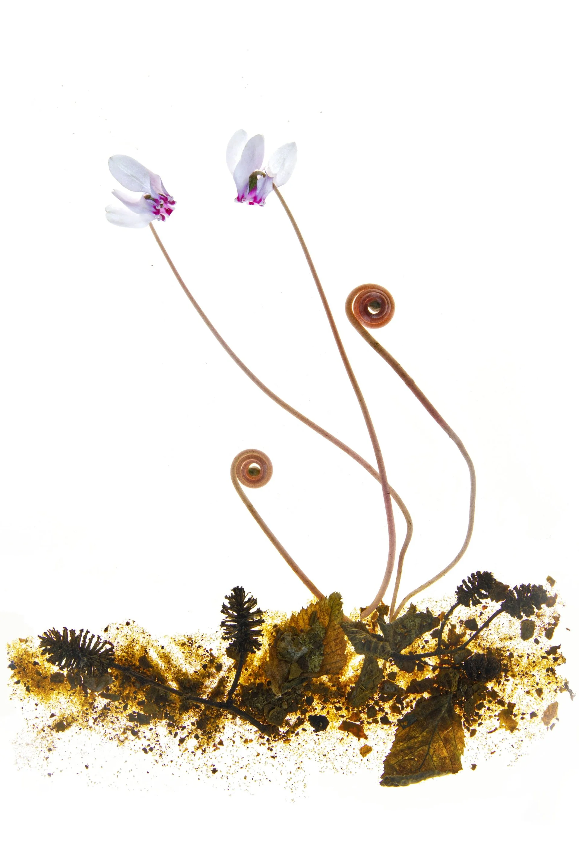 twee cyclamen portret HEN03189.jpeg