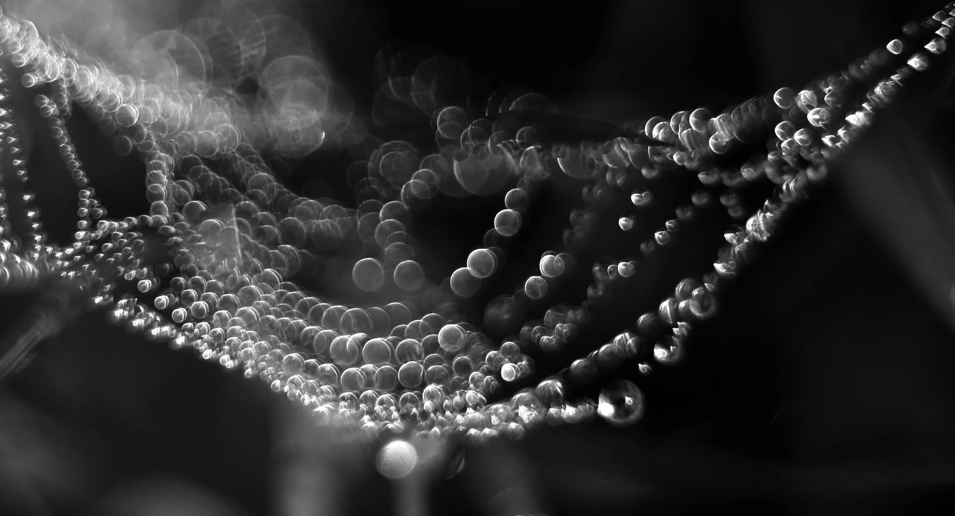 bubbleweb 2 HEN01219.jpeg