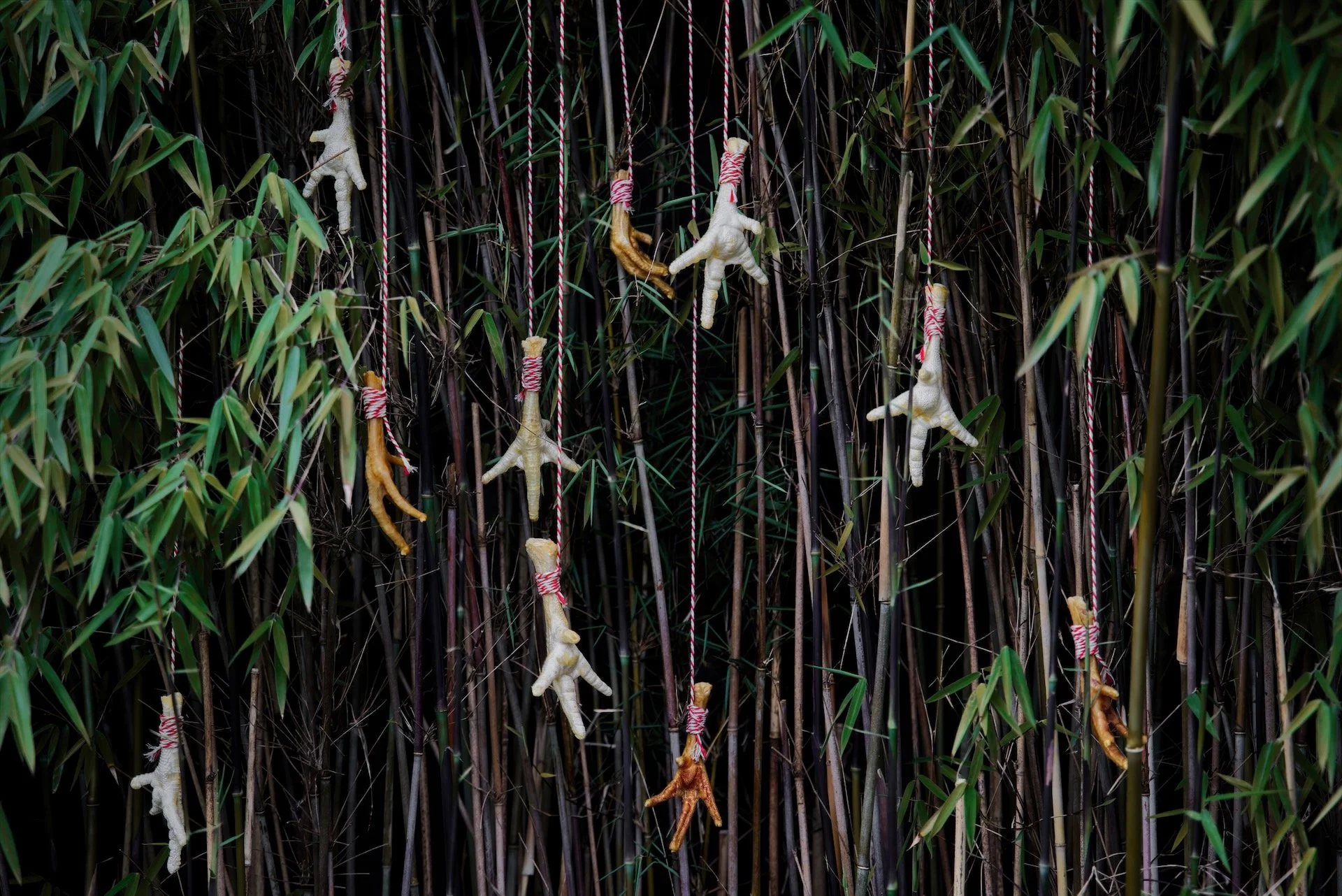 kippenpoten in de bamboo  2 HEN00018.jpeg