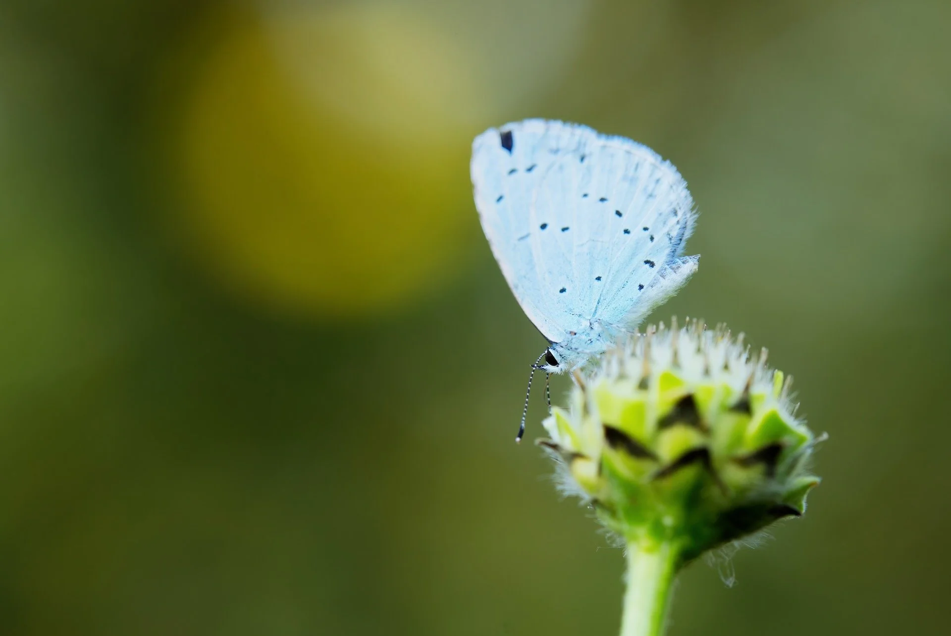 boomblauwtje HEN00317.jpeg