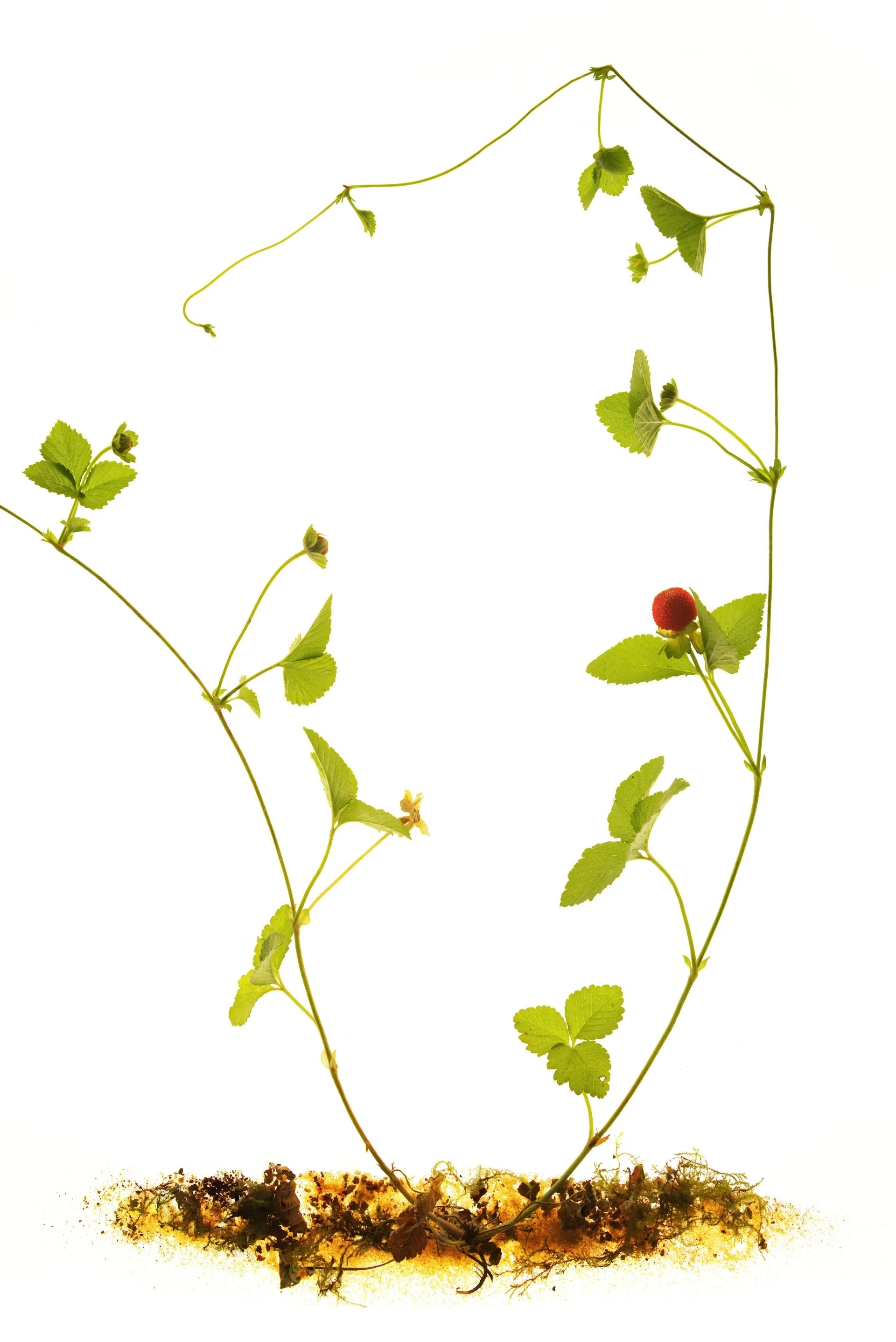 schijnaardbei 3.jpeg