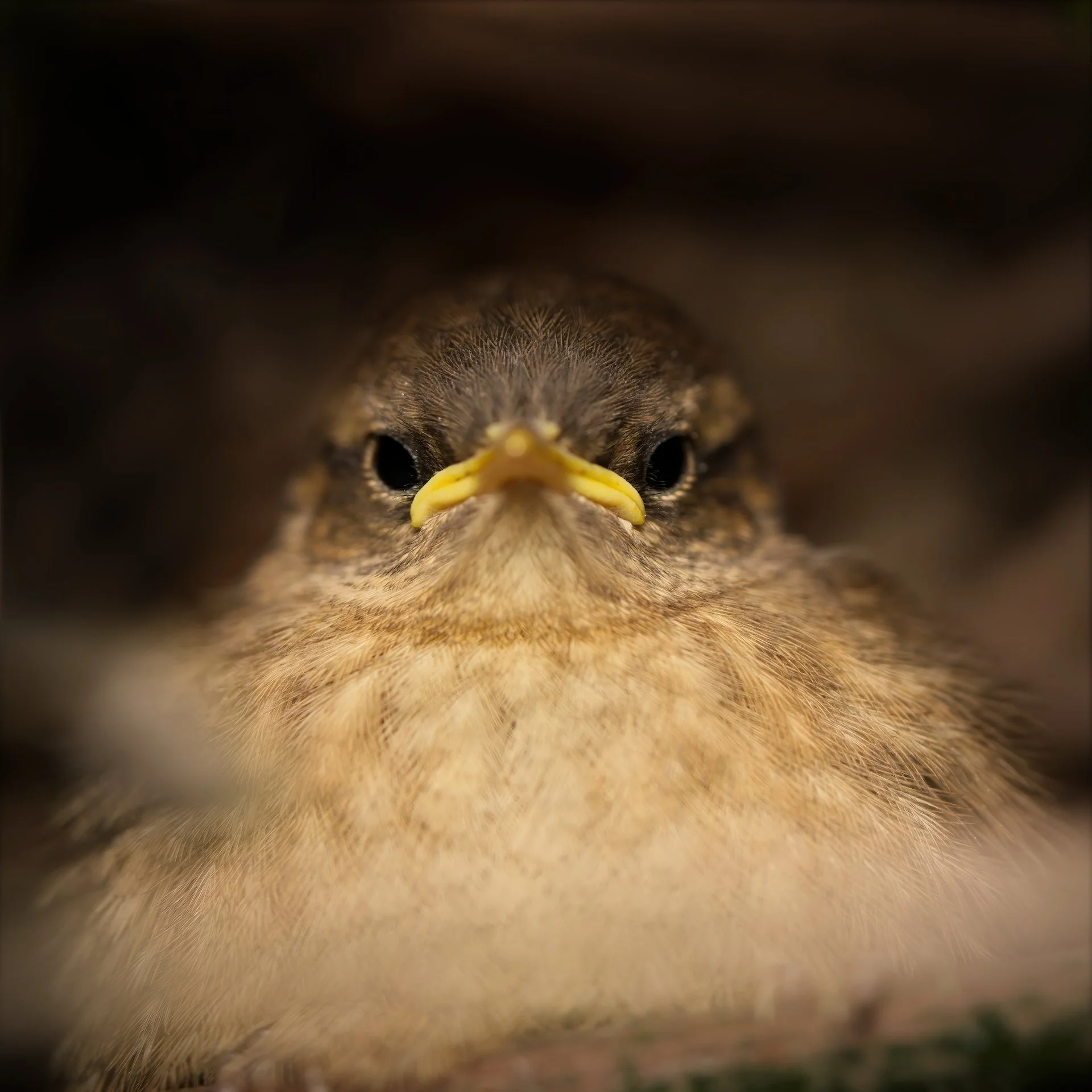 kuiken HEN00025.jpeg