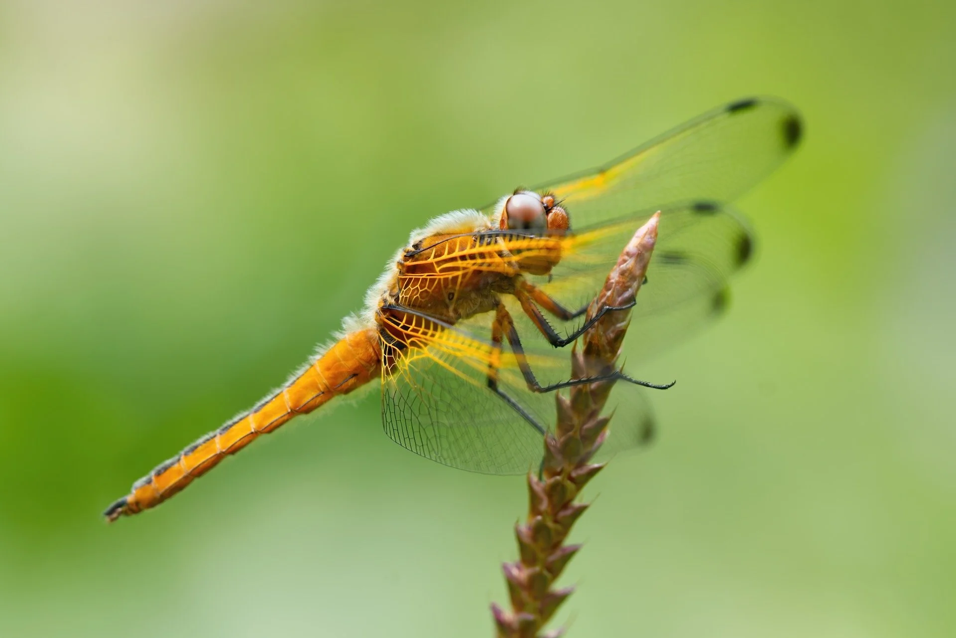 Bruine korenbout HEN00294.jpeg