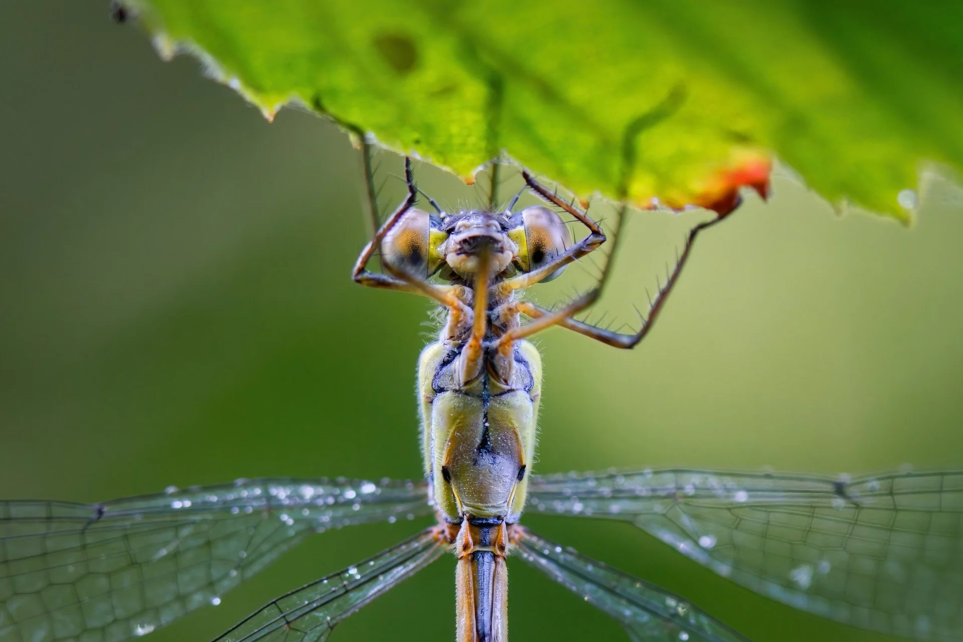 juffer aan blad crop HEN01065.jpeg