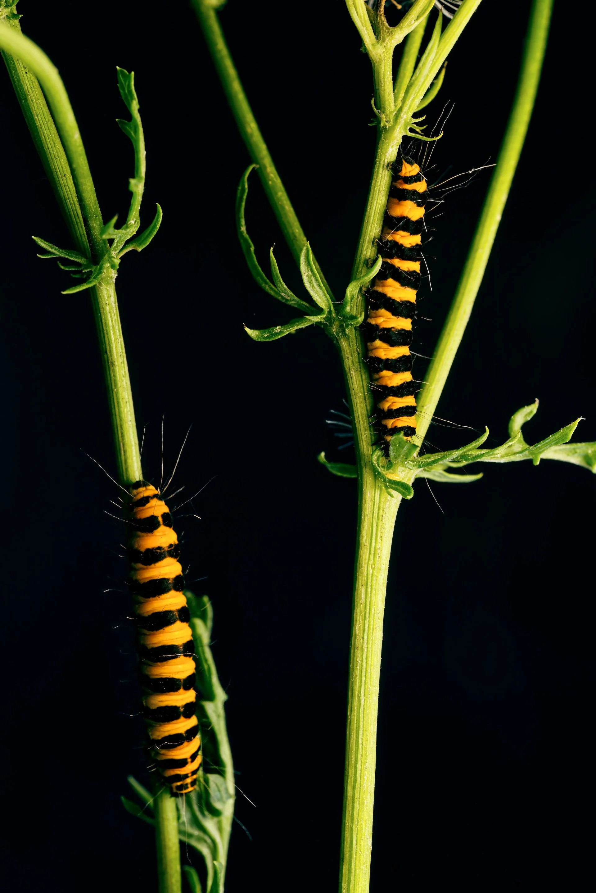 twee jacobsrupsen HEN00093.jpeg