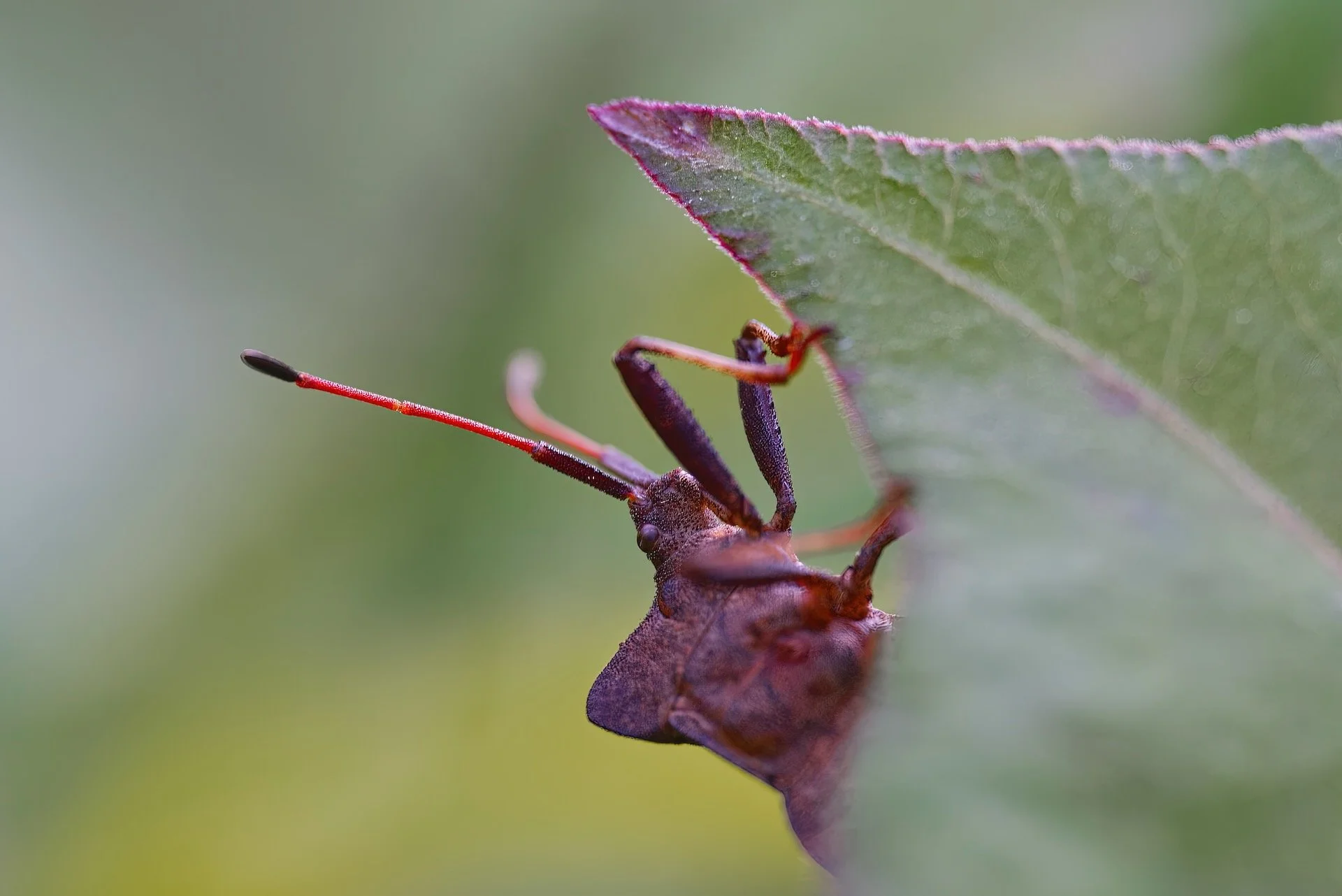 wands op blad HEN00078-gigapixel-art-scale-2_00x.jpeg