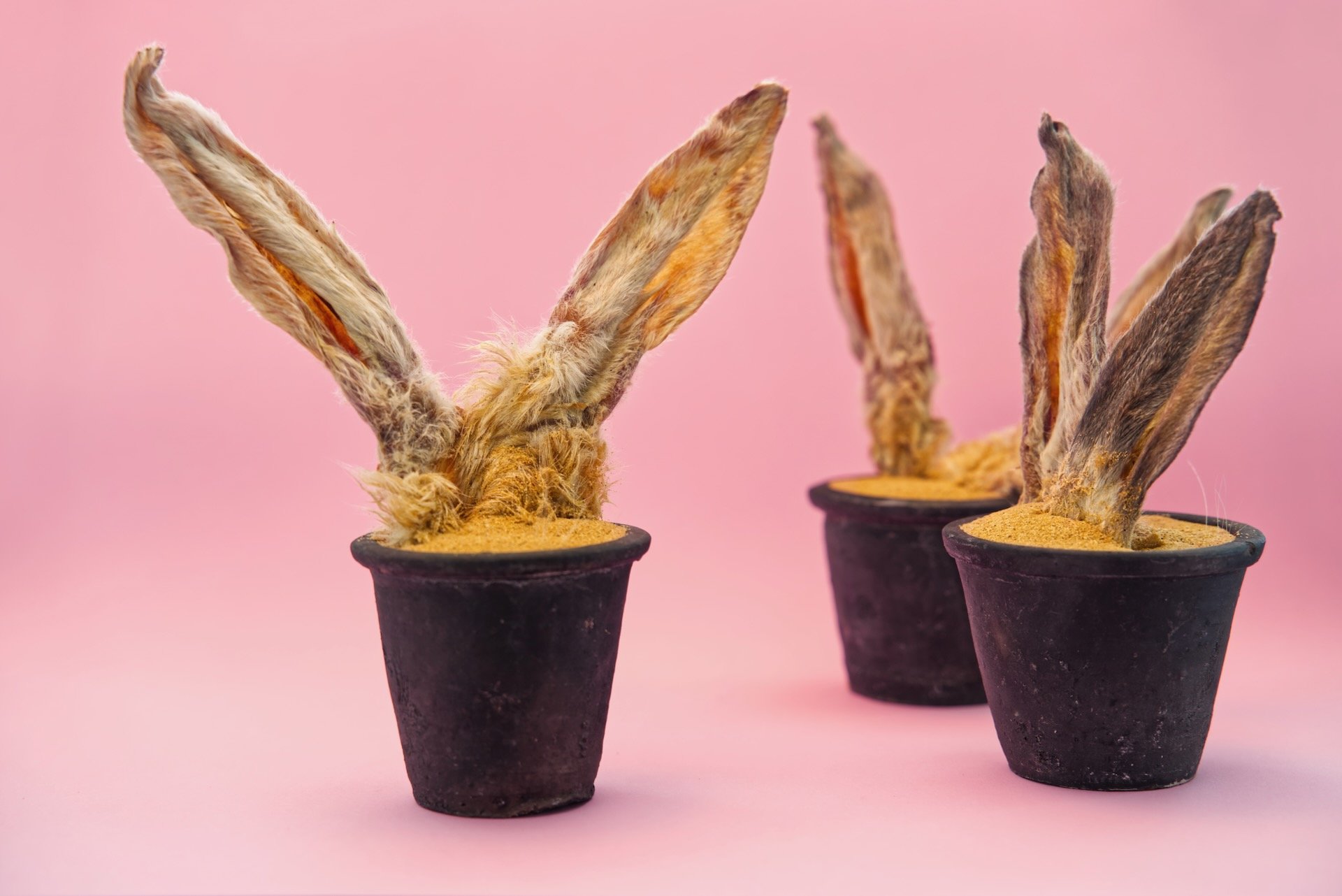 rose oren HEN00078.jpeg