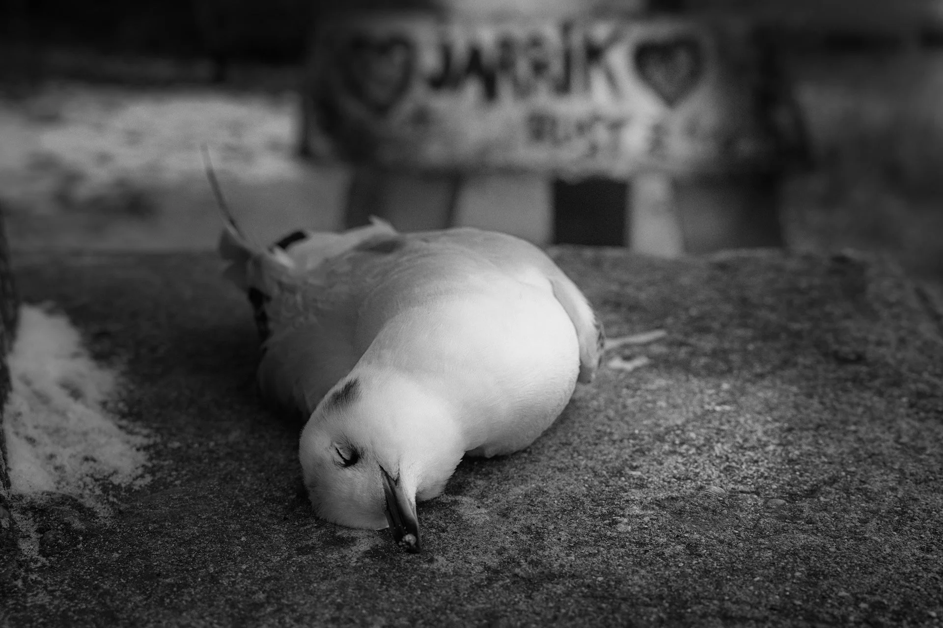 2. Jarick vogel HEN08411.jpeg