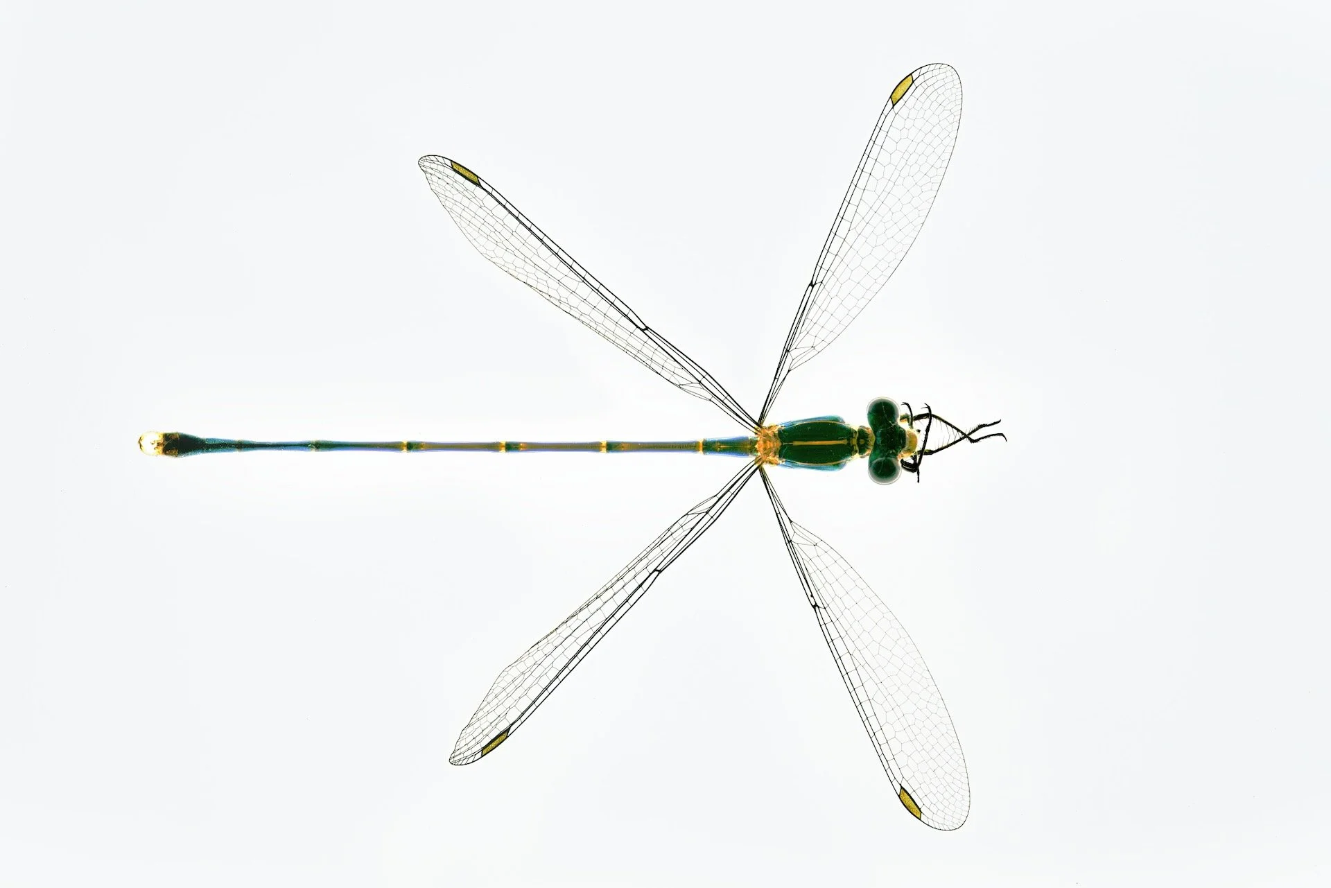 Damselfly