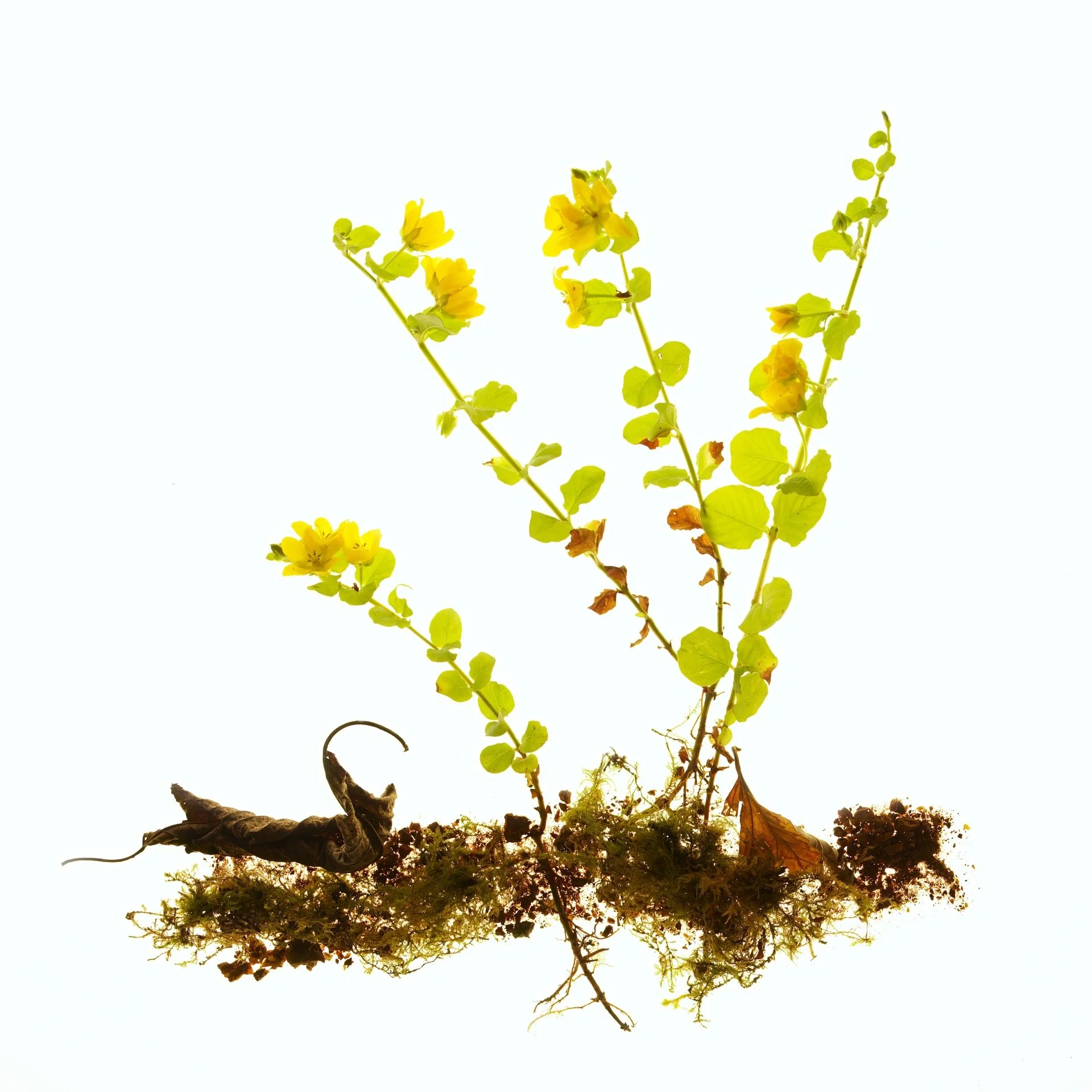 penningkruid 4 stengels.jpeg