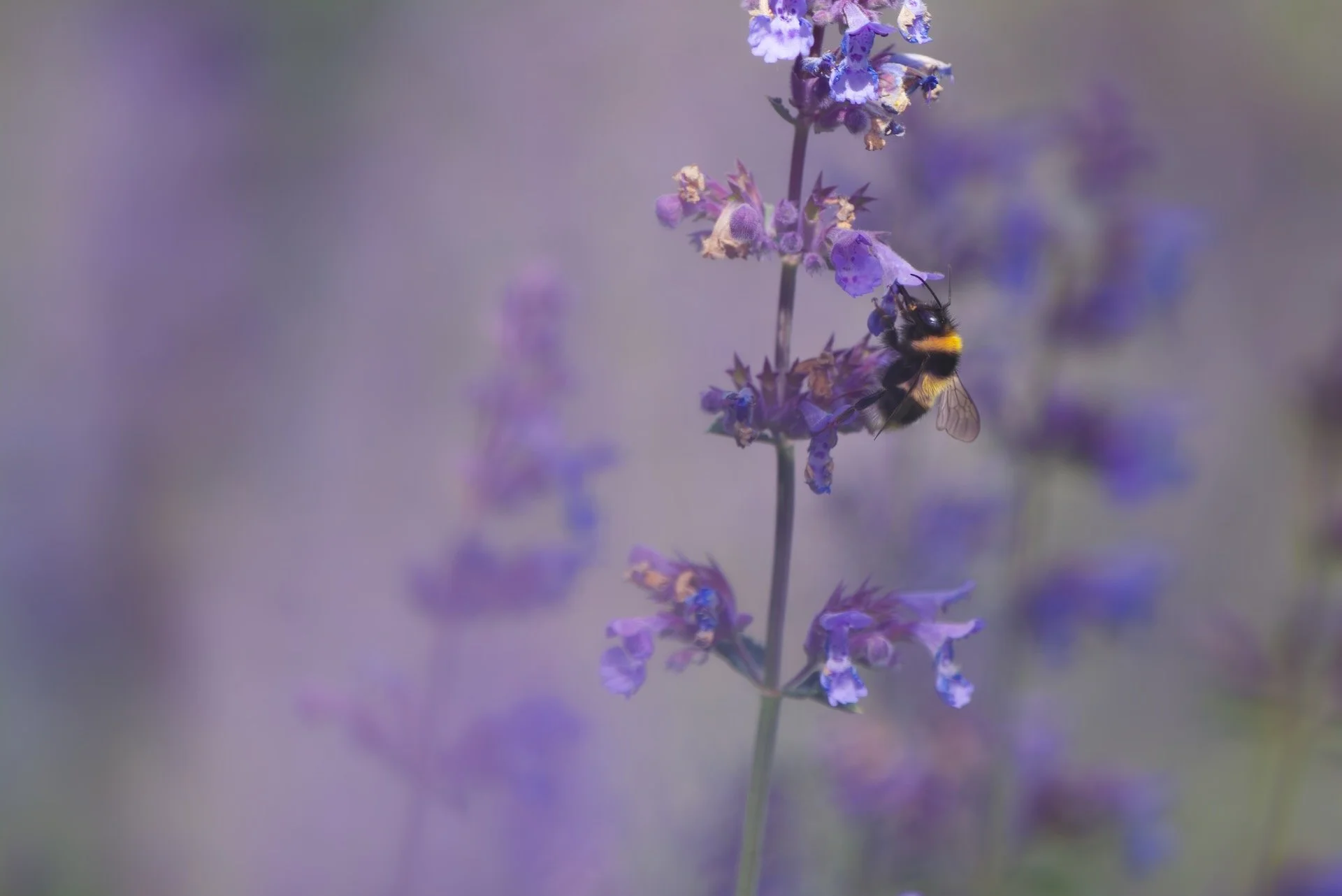 bij op kattenkruid HEN00509.jpeg