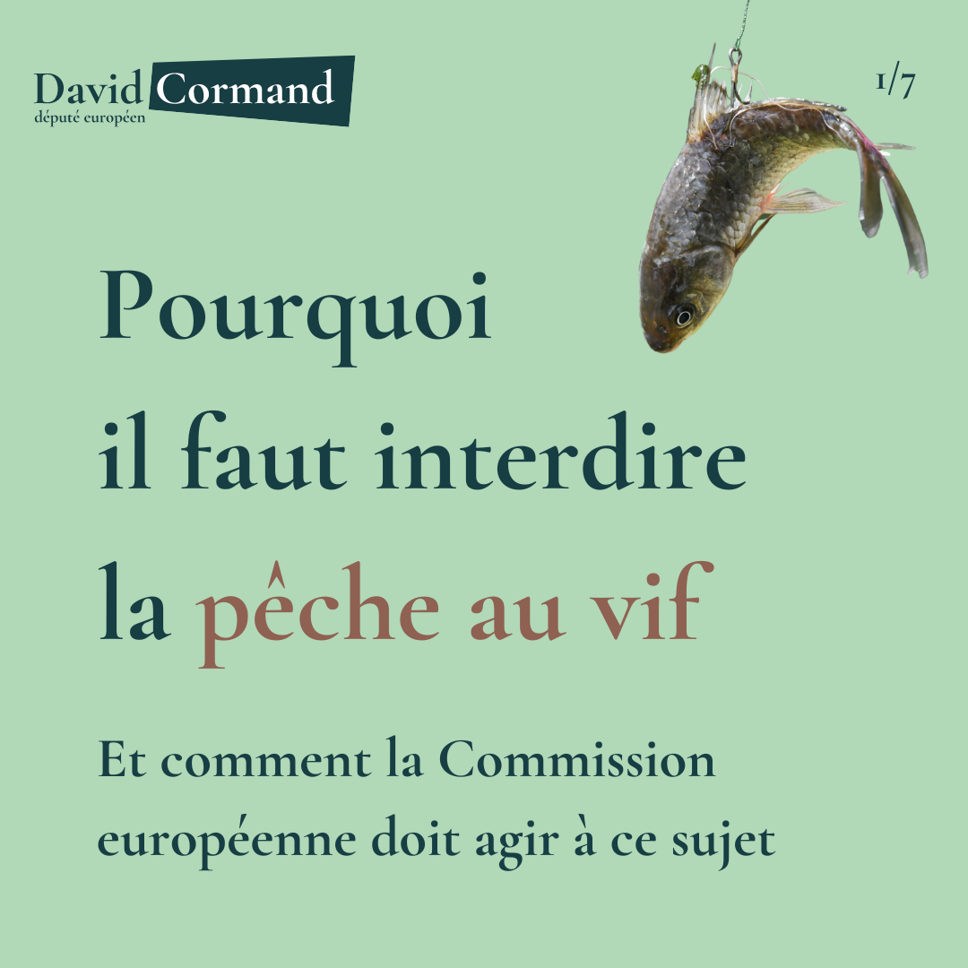 Visuels RS_Pêche au vif (1).png