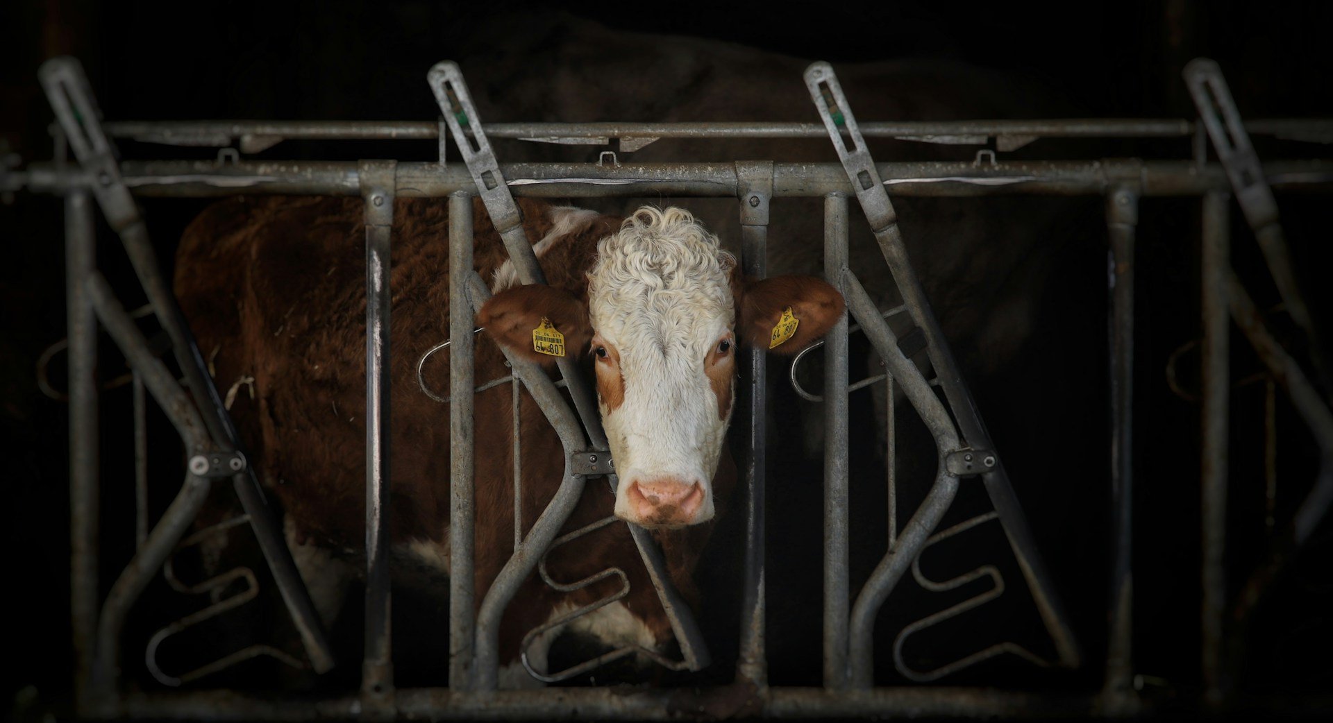 DNC : Les Écologistes soutiennent les paysan·nes et appellent à repenser nos politiques sanitaires