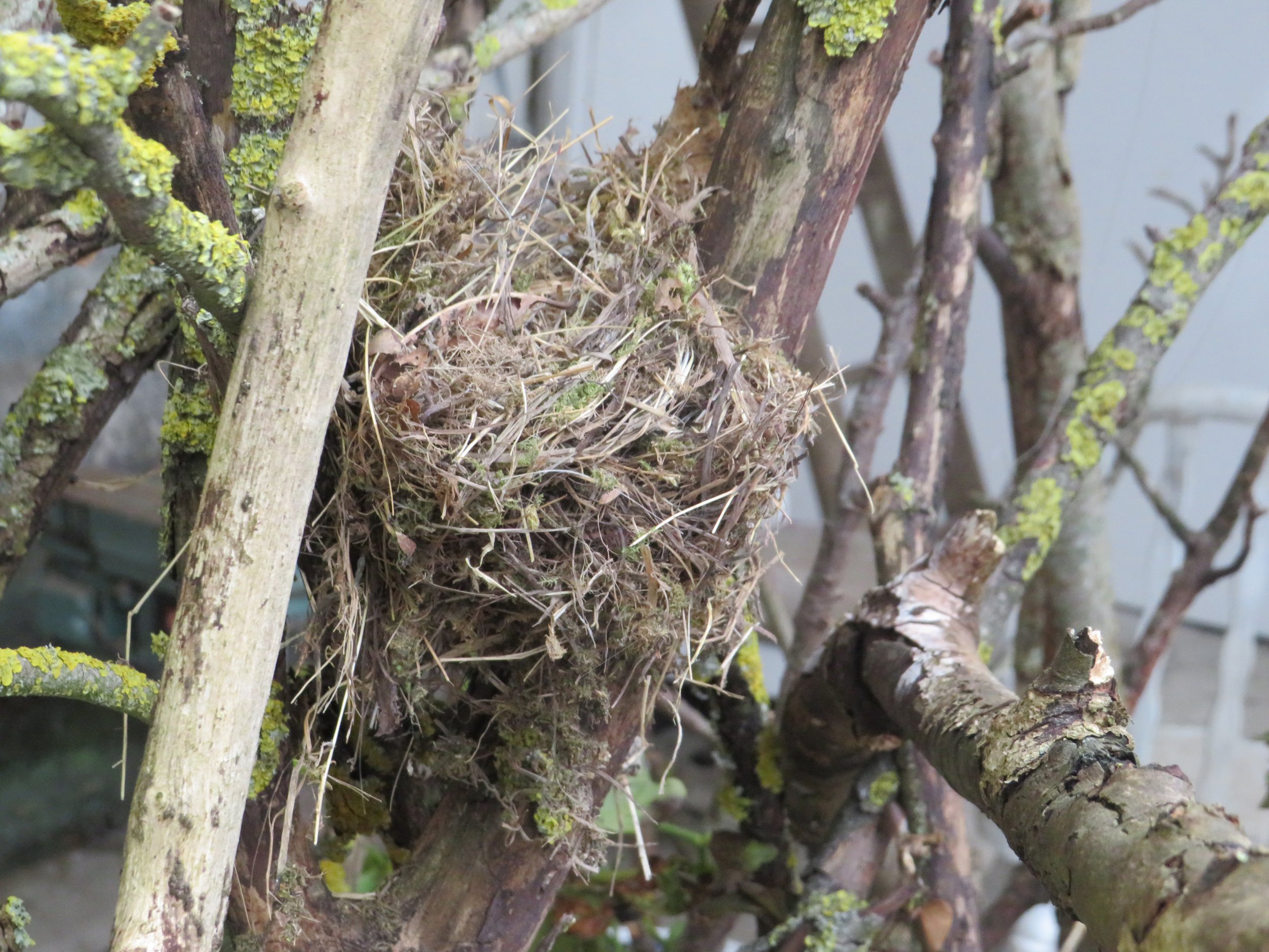 bulldozed nest.jpg