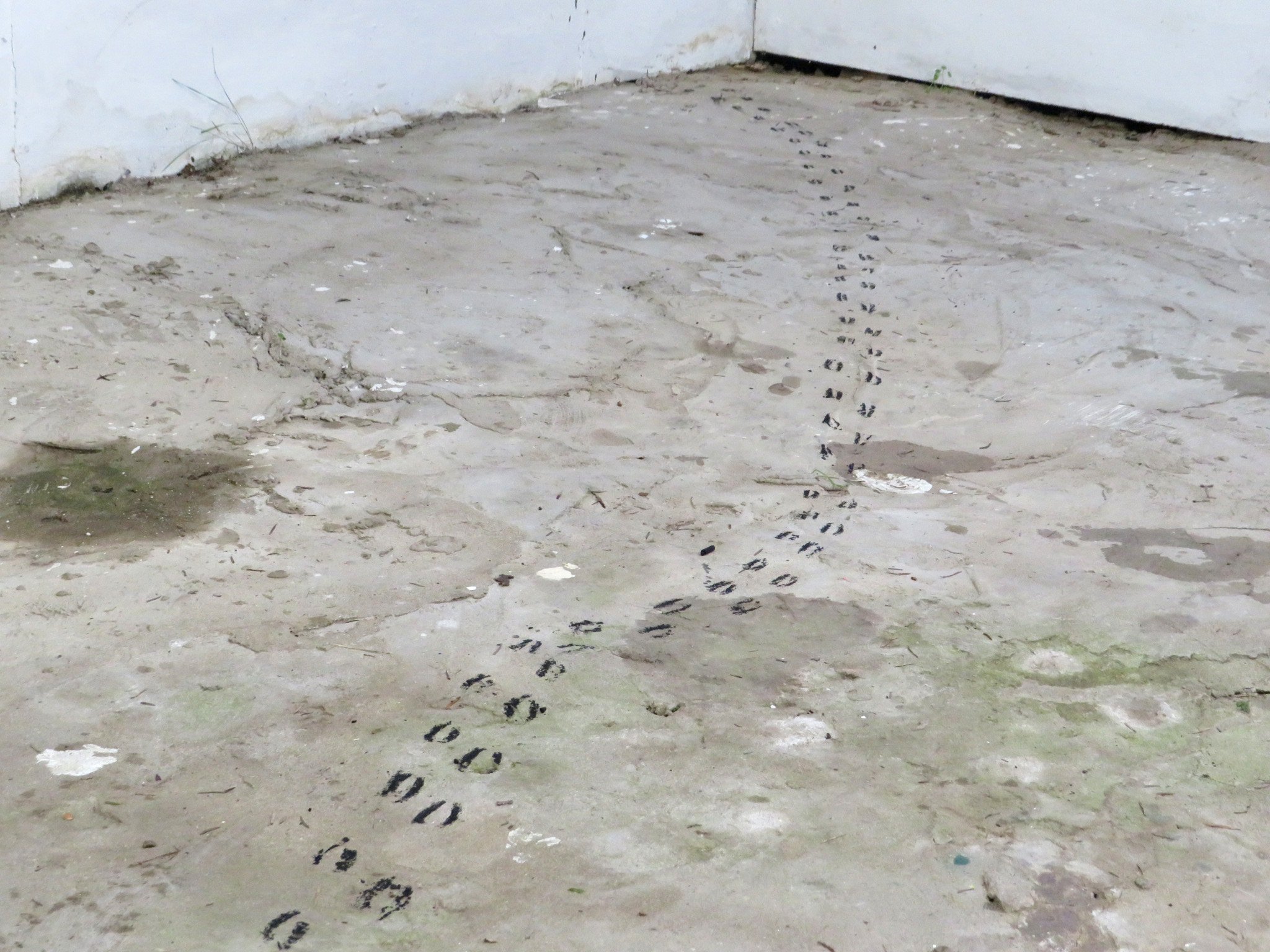 There was once a sheep track underneath this concrete floor, felt it would be fun to reinvent it again!