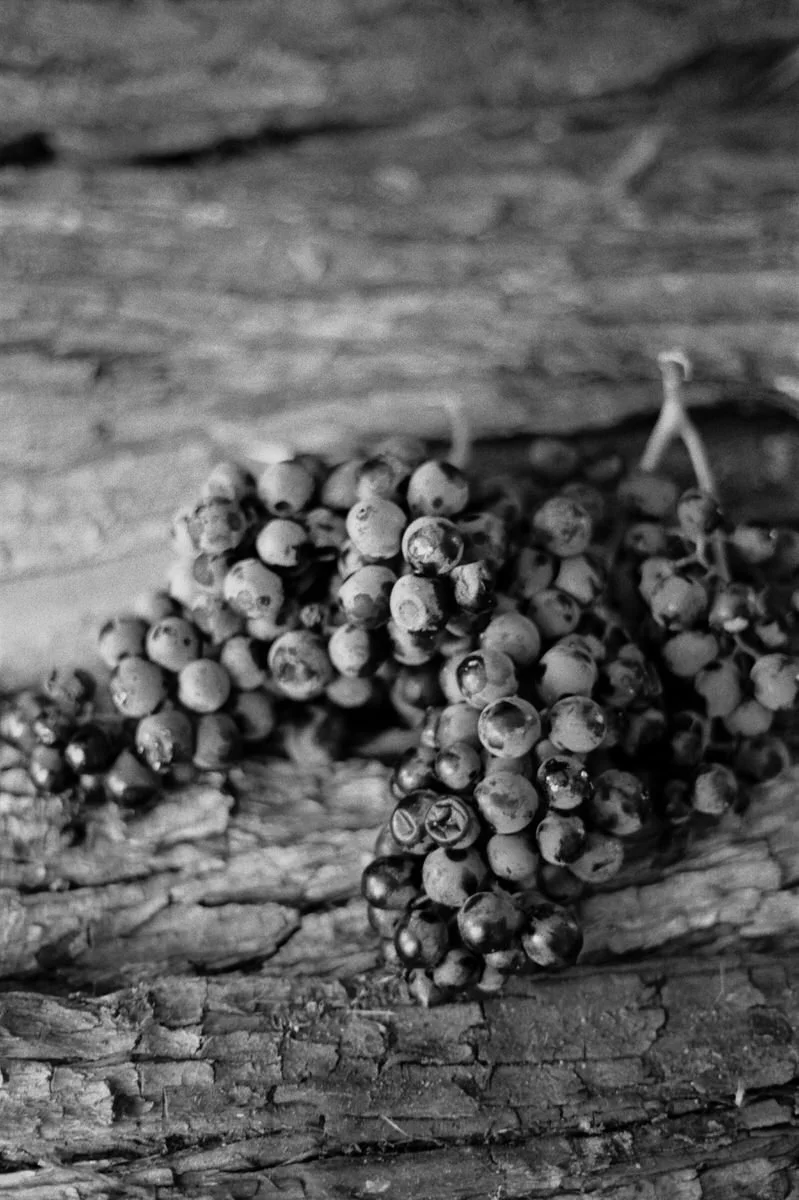  Wine Photographer in Provence, French Riviera, Var, Saint Tropez, Monaco, Languedoc-Roussillon 
