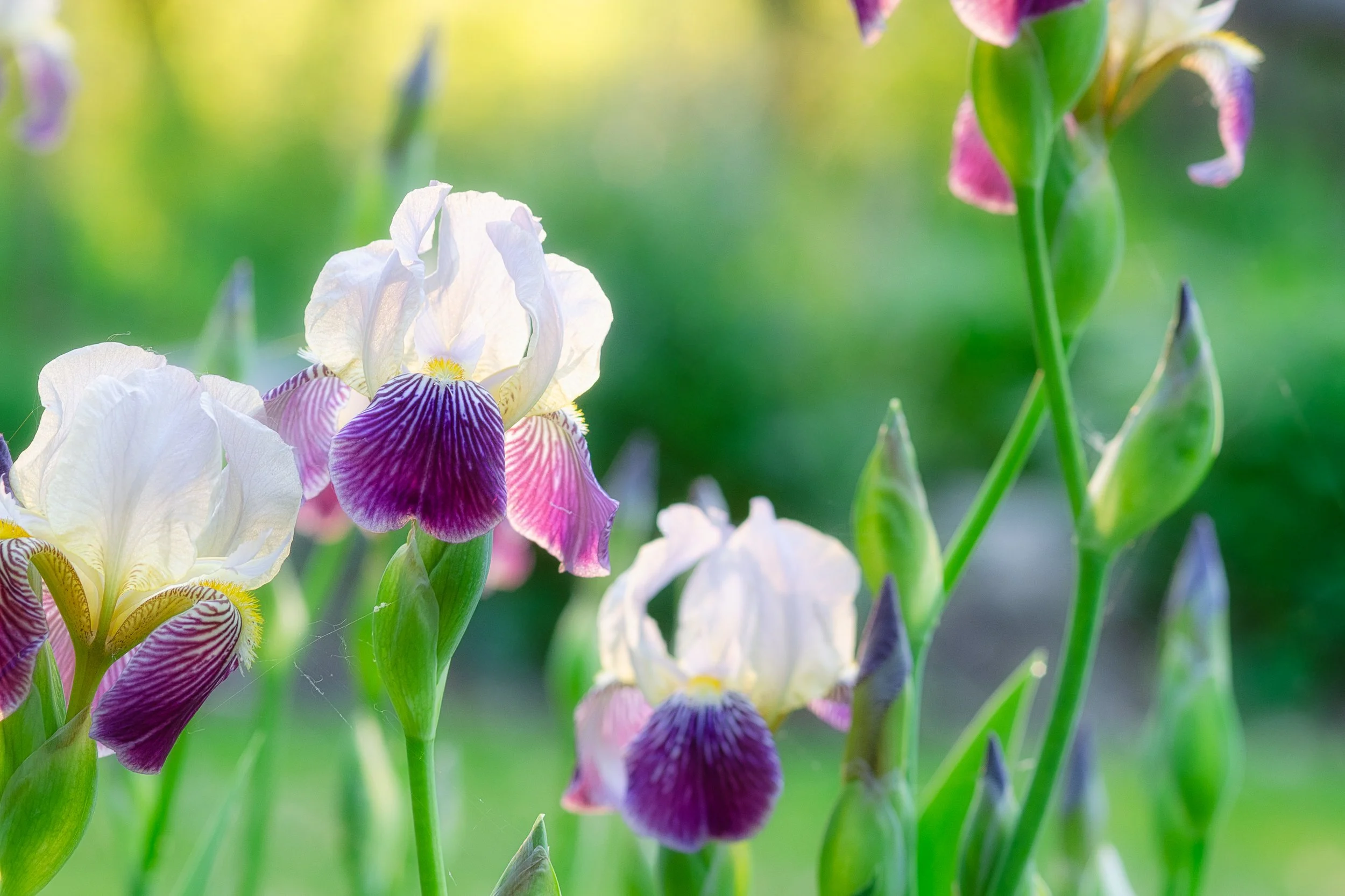 For the Love of Iris — Kawartha Lakes Arts Council