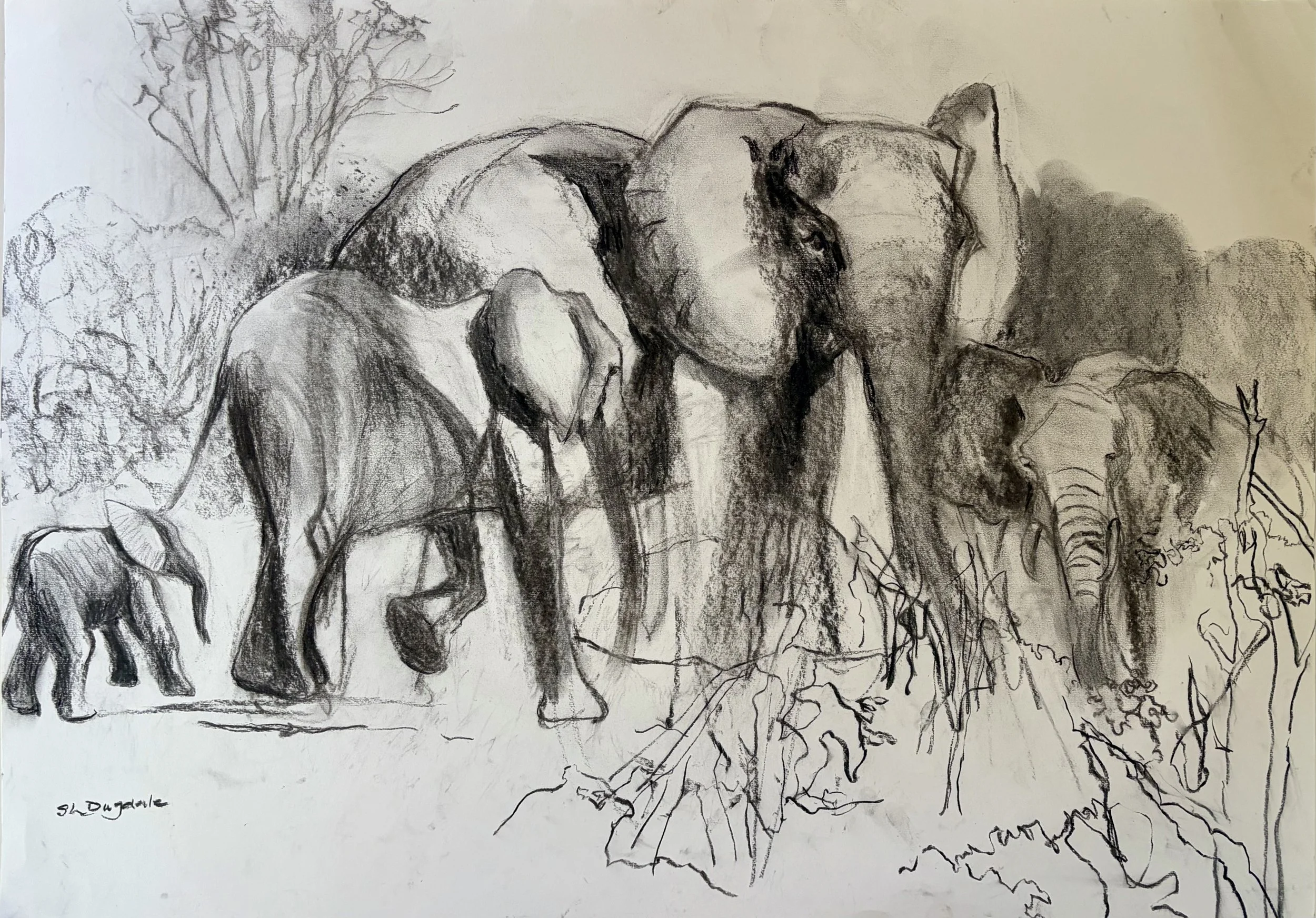 A Family of Elephants | 82cm x 58cm | Charcoal on paper | £200