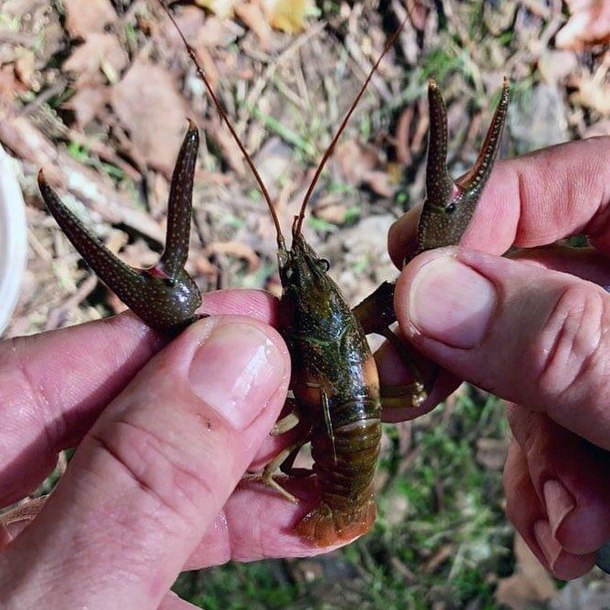 The Nashville Crayfish is in your hands Nashville! We are here to ensure the continued existence of this endangered Nashville native. Like many of Nashville&rsquo;s treasures and unique qualities, the Nashville Crayfish is threatened by overdevelopme