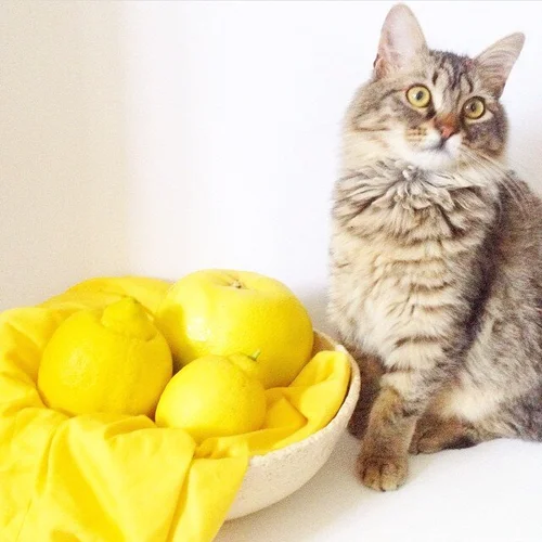 Yellow 365 Maya Pollak