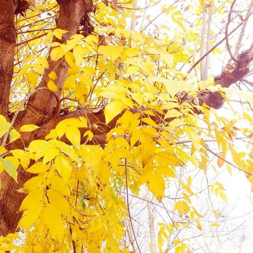 Yellow 365 Maya Pollak