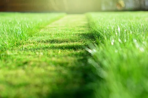 Cut Grass.jpg