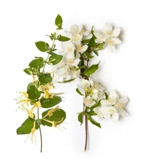 Honeysuckle Jasmine.jpg