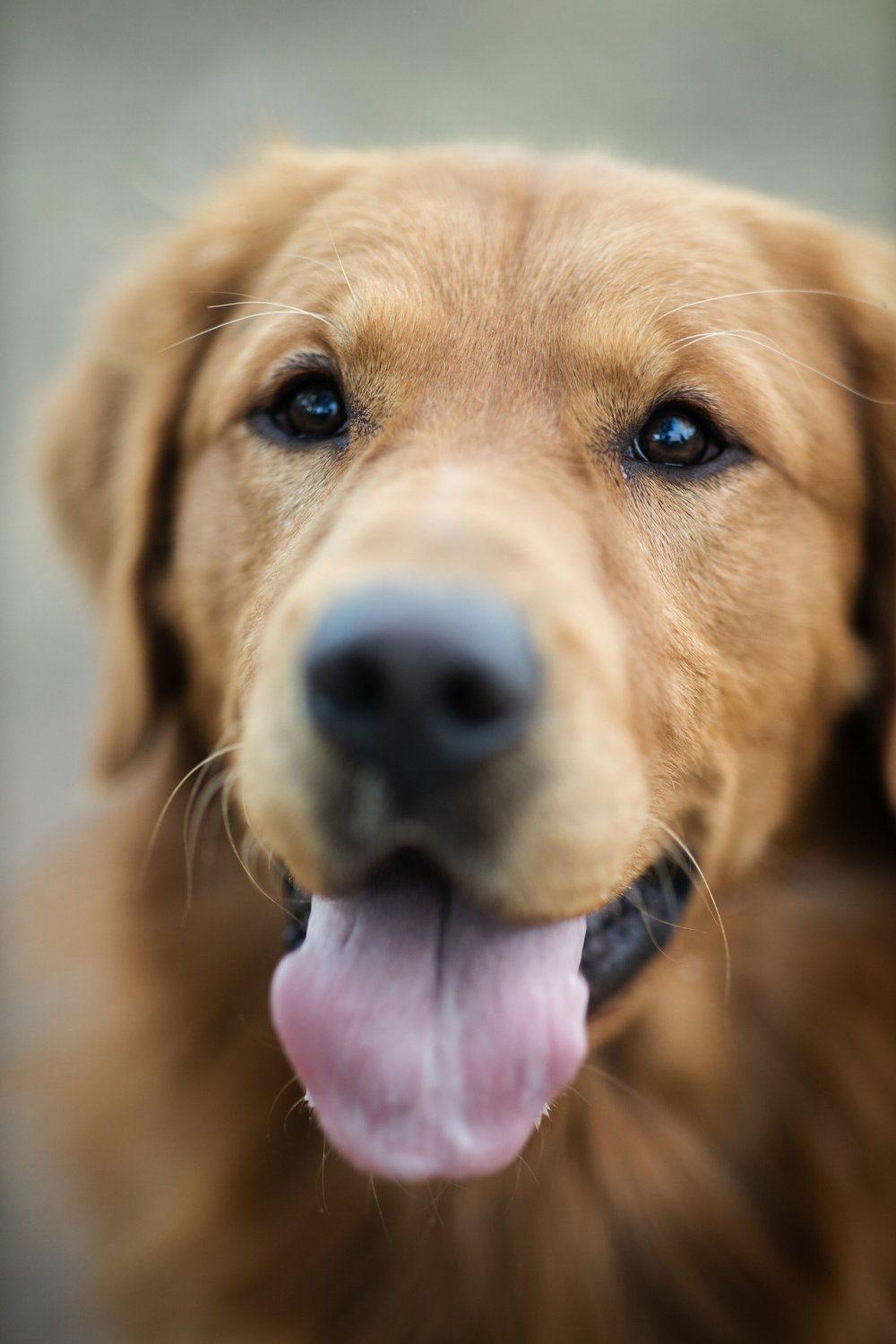 Our Boys Golden Retriever Puppies Panhandle Golden Retrievers