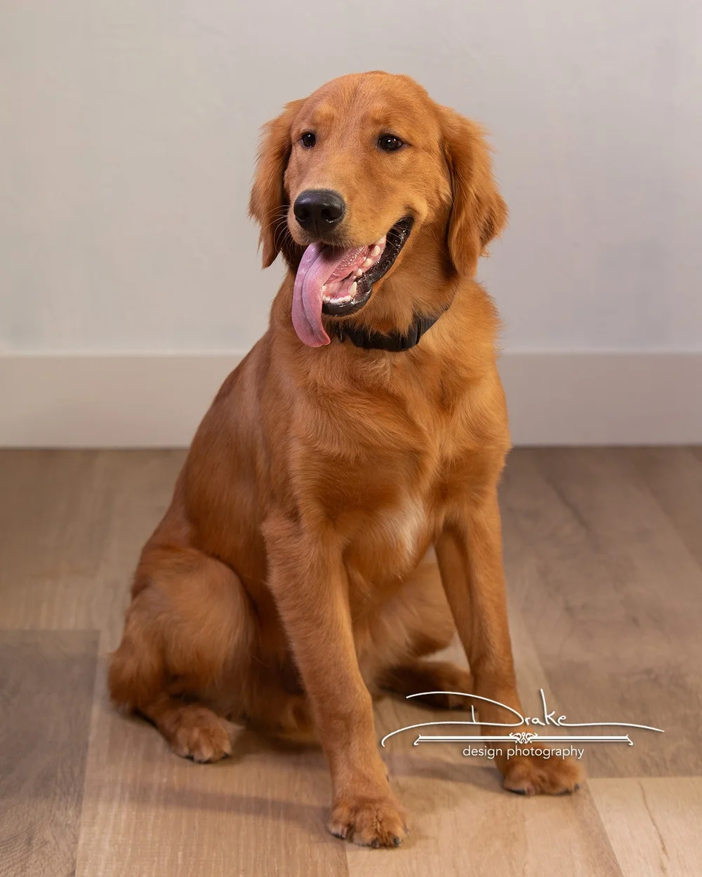Our Boys (Golden Retriever Puppies) — PANHANDLE GOLDEN RETRIEVERS, image size:1000x1250