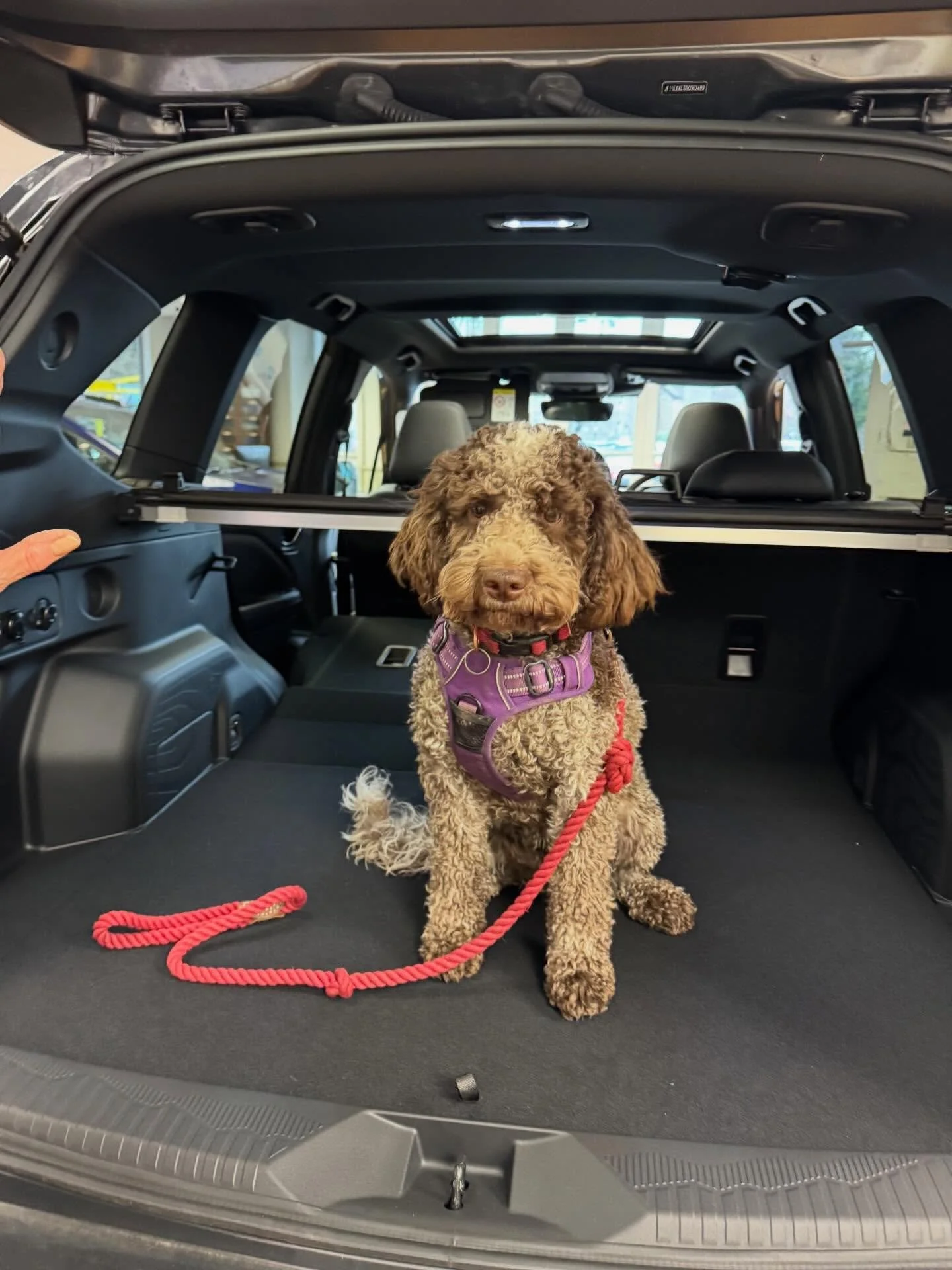 Dixie Dog joined her owners looking at a Subaru Forester today. Here she is in the showroom, but her test drive car included the dog guard in the boot to keep her secure. Would you like to bring your dog on a Subaru test drive soon? Give us a call an