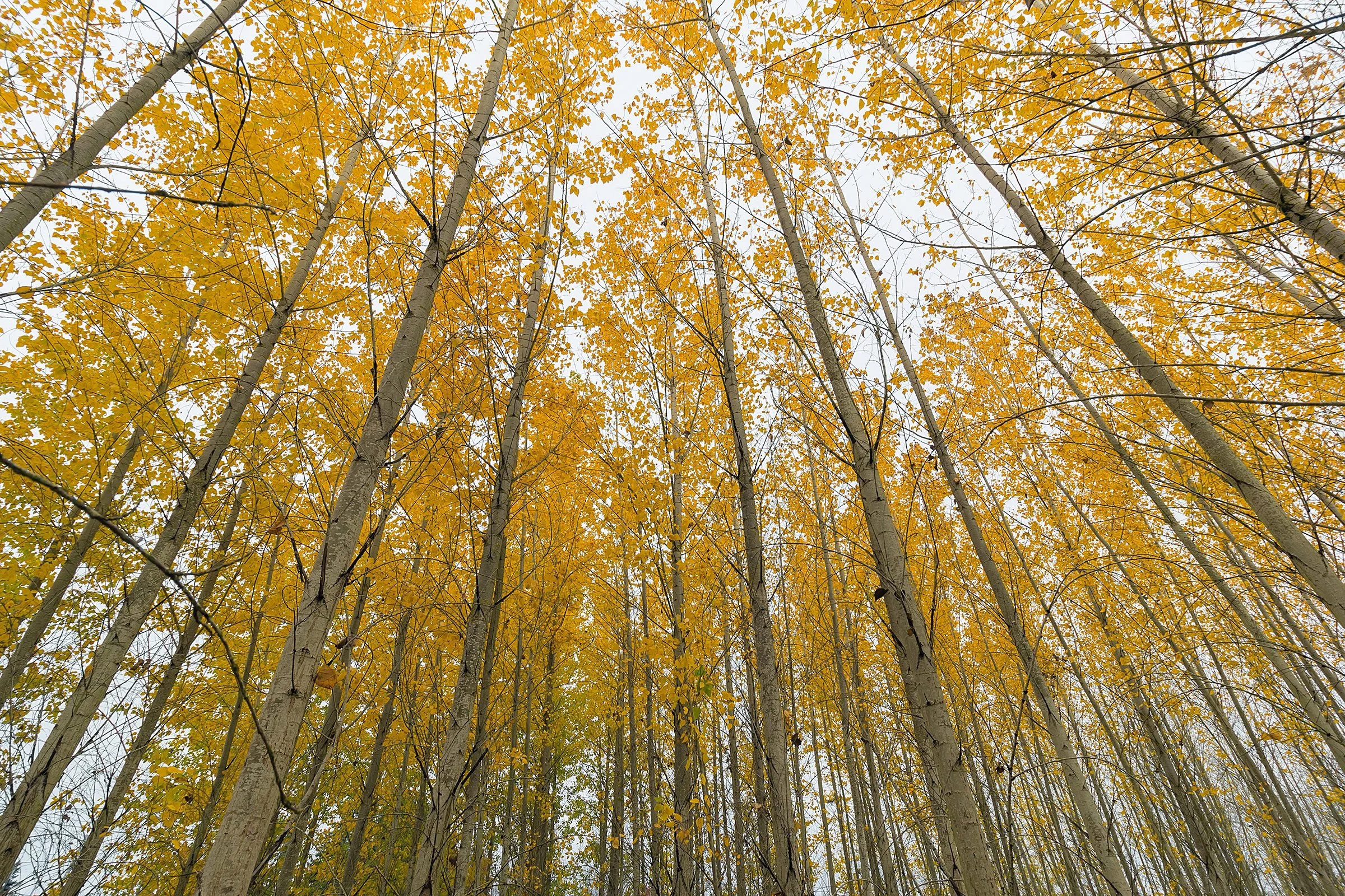 Harmony Living — Country Classic Collection