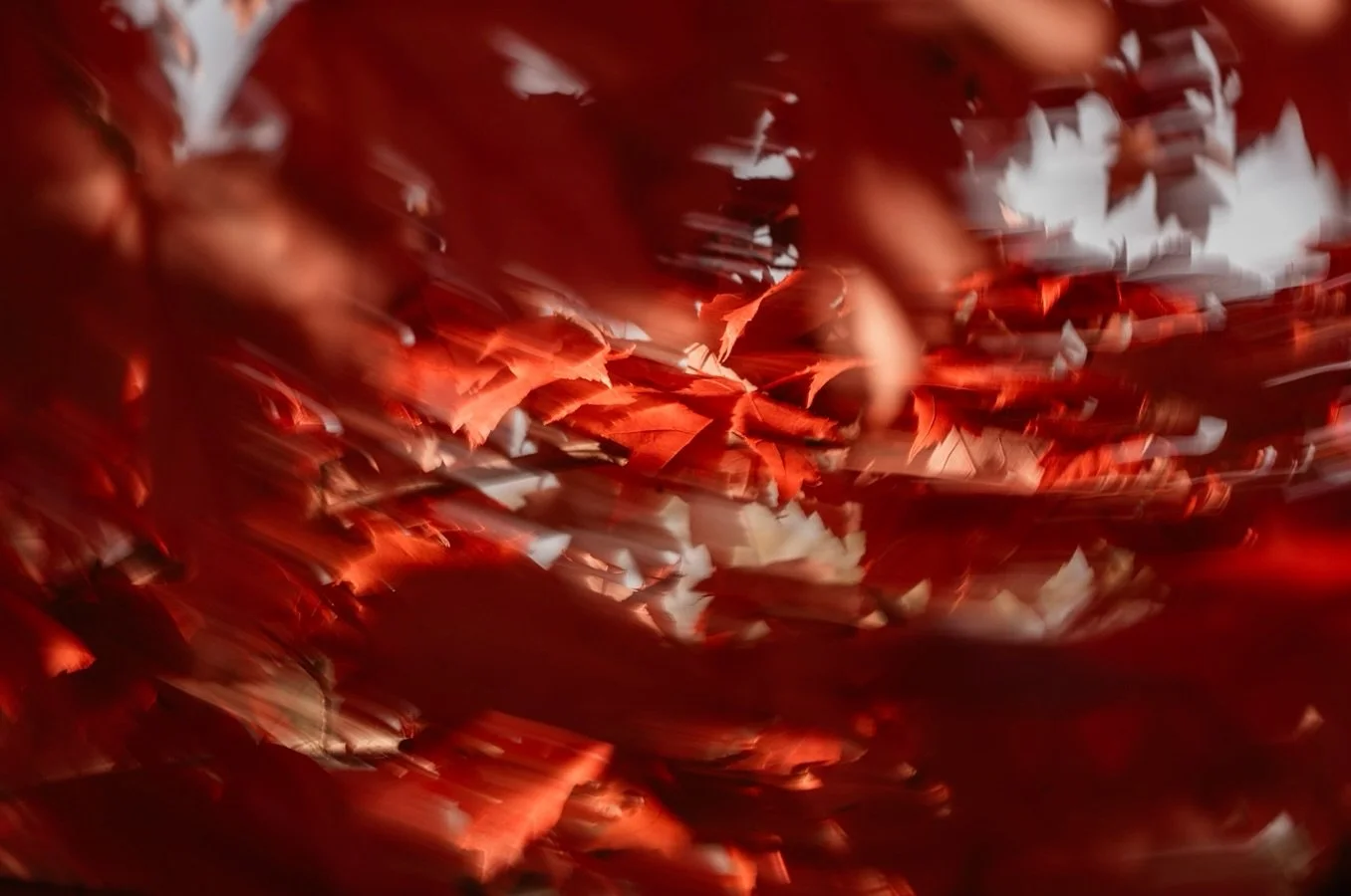 A close-up of red leaves in motion seems like a simple image of autumn doing what it does best. For me, it was the first moment I picked up my camera after a painful loss. For weeks I couldn’t bring myself to create.
Then the way the leaves dan