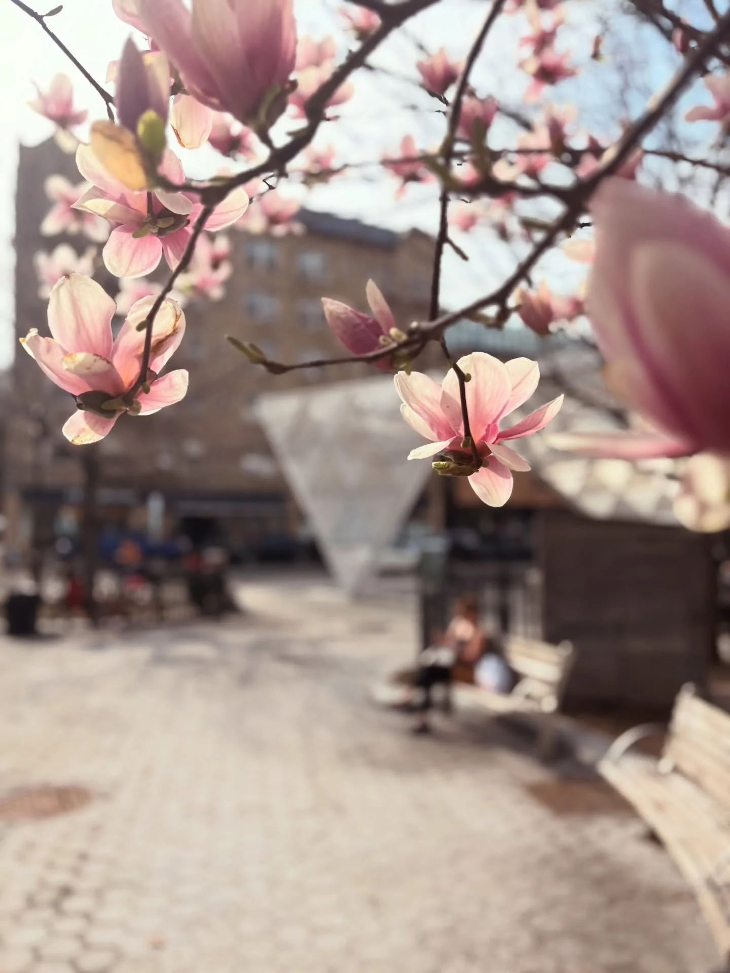 Signs of the spring season: the magnolias are beginning to bloom! 🤍🩷💚 #NYCAIDSMemorial