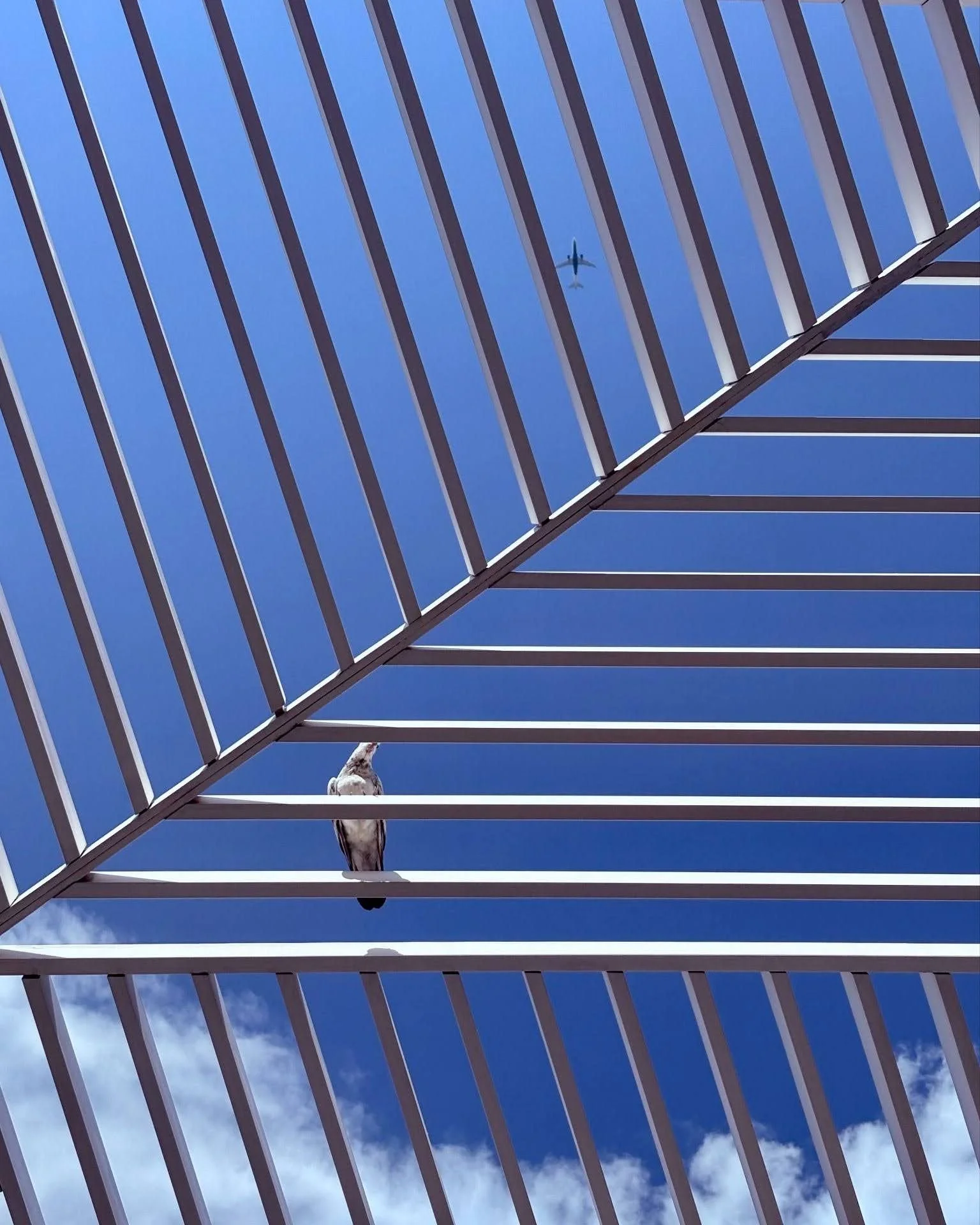 Eyes upward. 🐦✈ #NYCAIDSMemorial