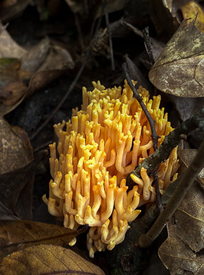 Coral Fungi