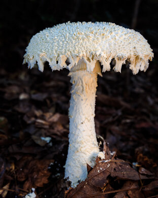 Pyramidal Wart Cap