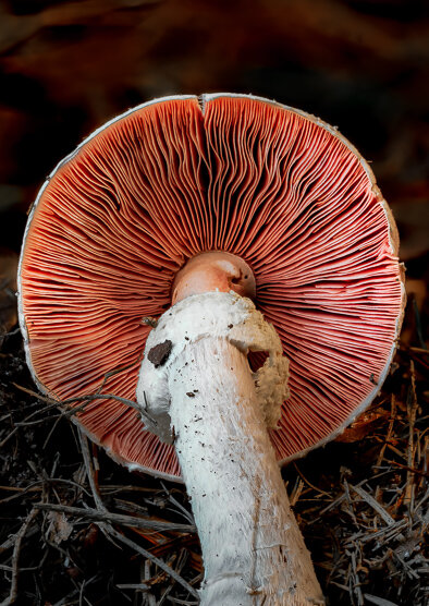 Gills of a Meadow Mushroom