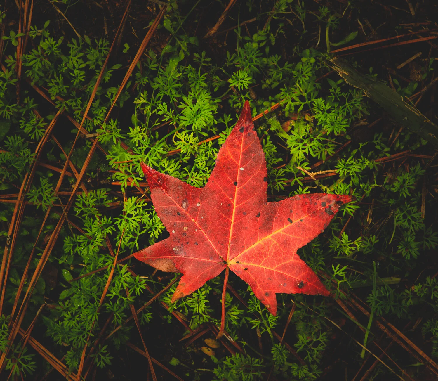 Farewell Fall