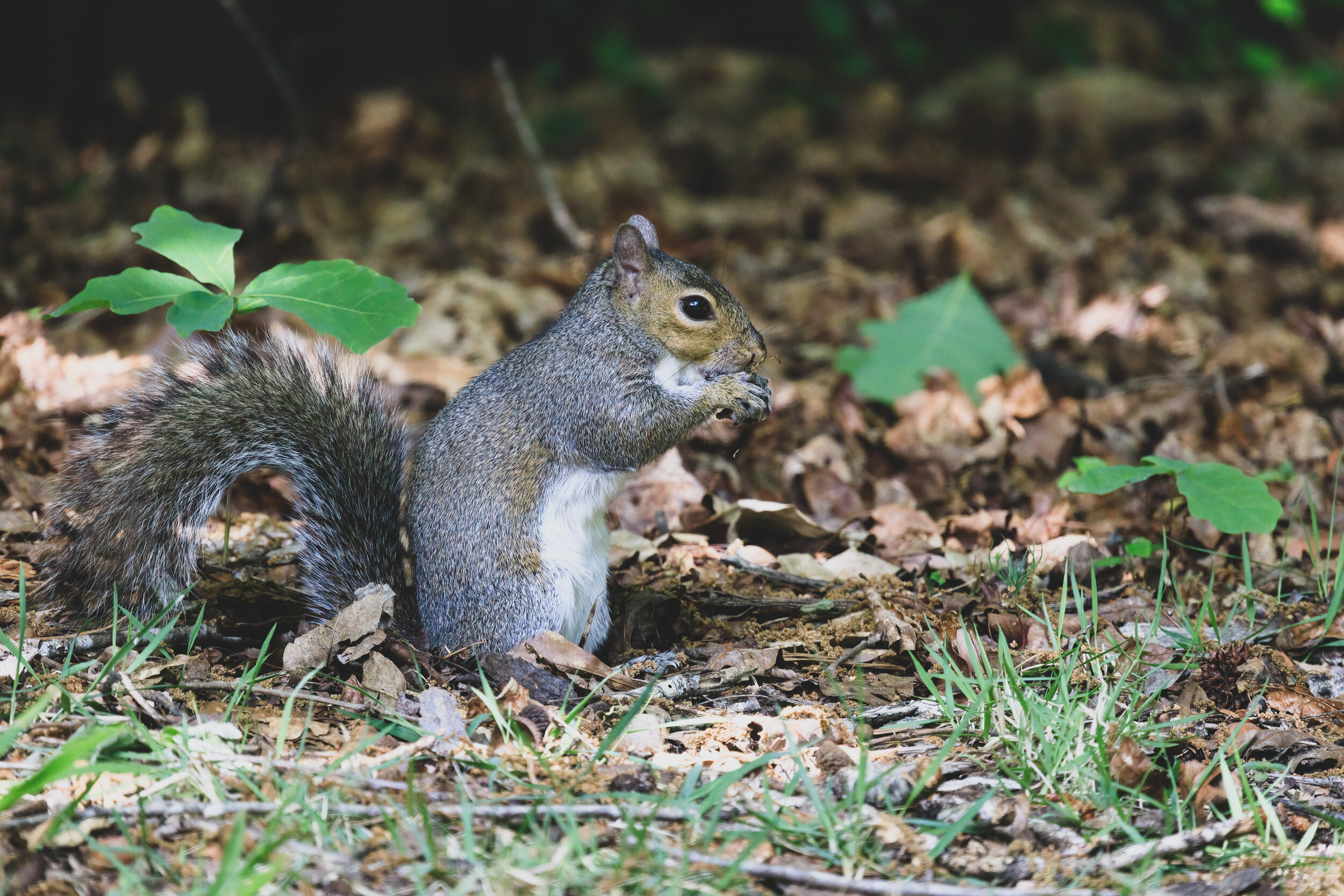  Gray Squirrel: Canon RF 600mm f11 @ 1/640 ISO 8000 