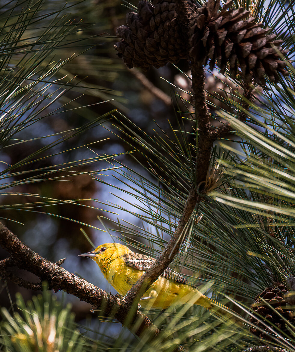  Pine Warbler: Canon RF 800mm @ 1/400 ISO 1600 