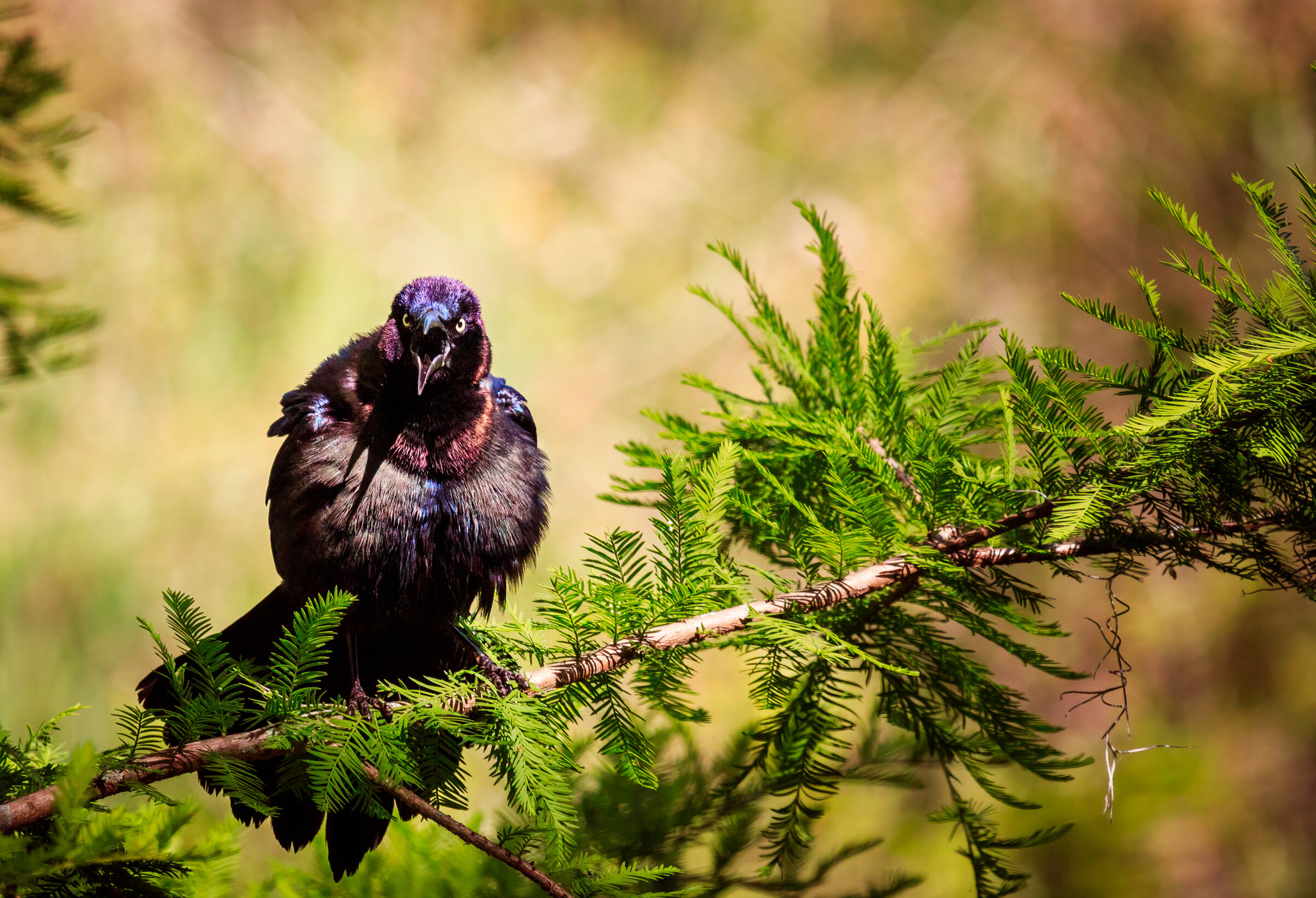  Common Grackle: Canon RF 600mm f11 @ 1/1600 ISO 6400 